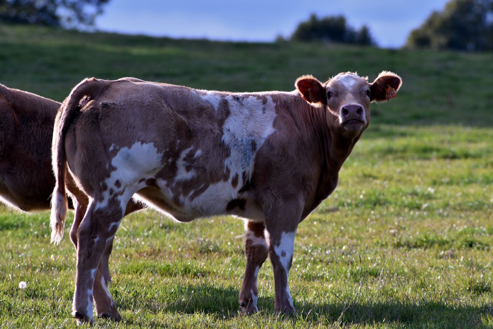 Nikon D500 sample photo. Calf, cow, mammal photography