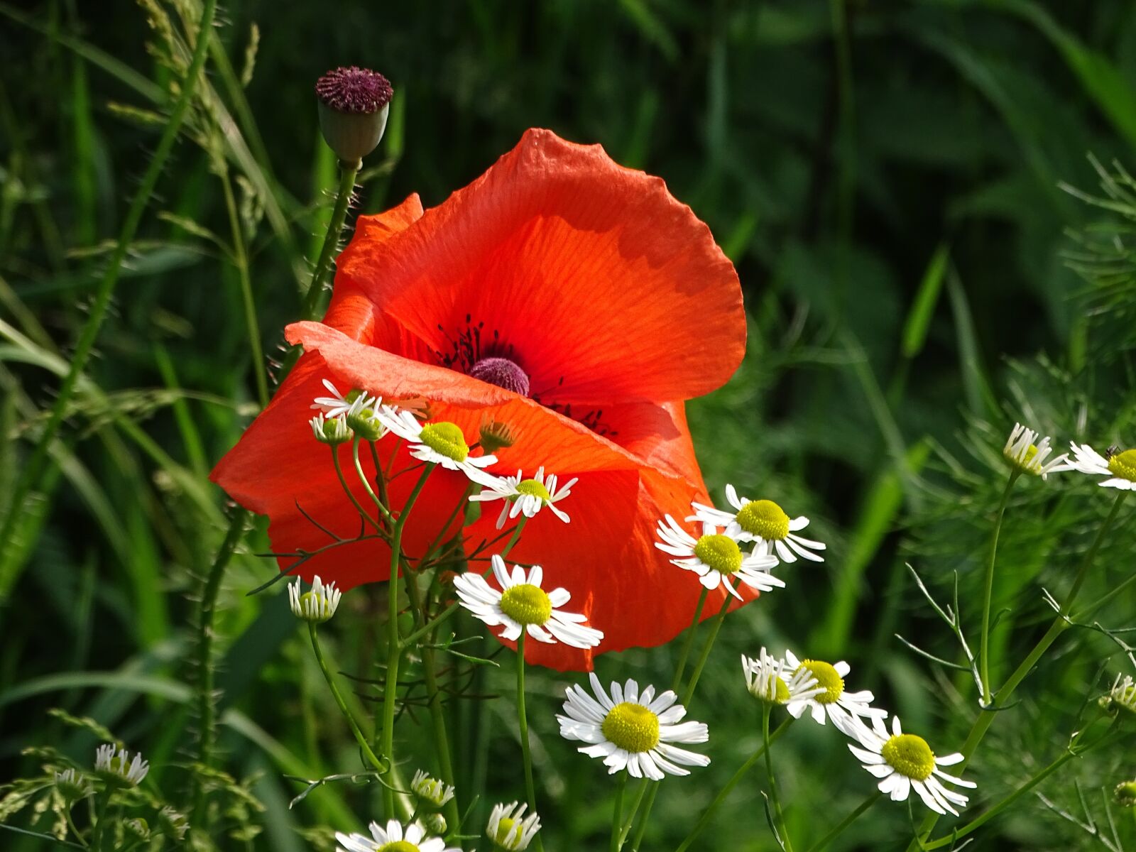 Sony Cyber-shot DSC-HX400V sample photo. Flower, flowers, flowers field photography