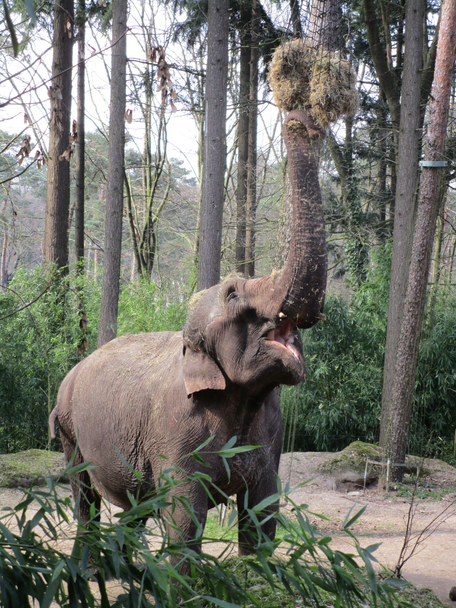 Canon PowerShot ELPH 150 IS (IXUS 155 / IXY 140) sample photo. Elephant, eats, zoo photography