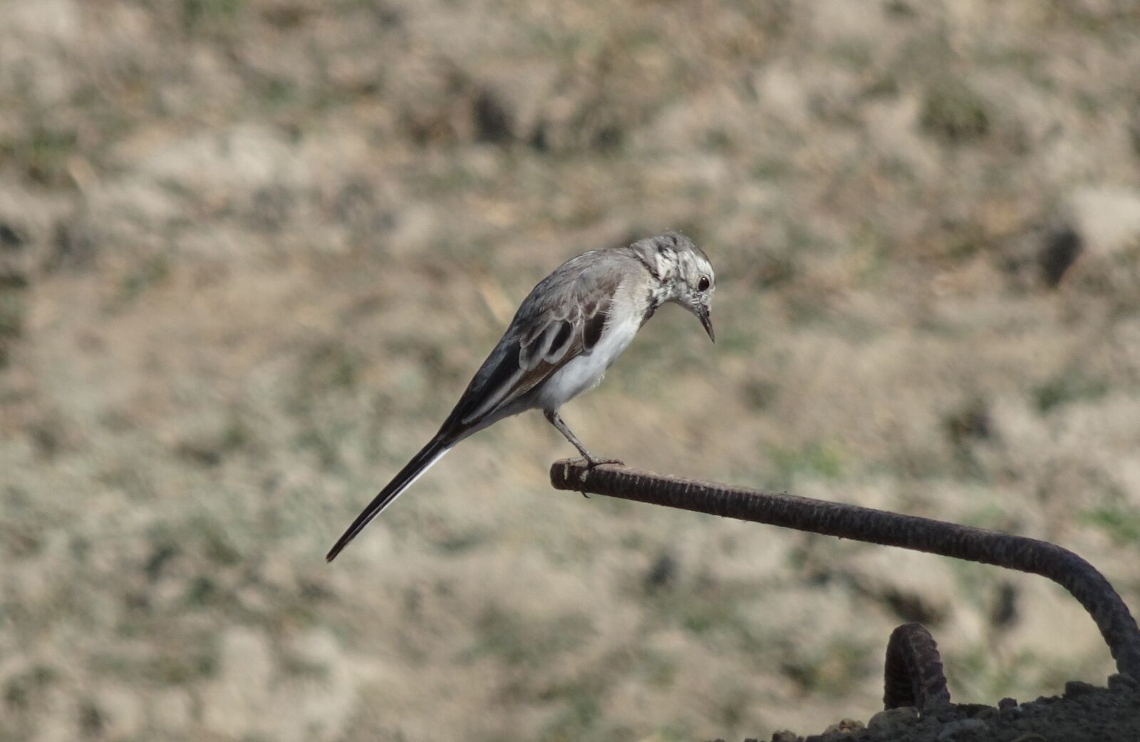 Sony Cyber-shot DSC-HX90V sample photo. Bird, wagtail, white wagtail photography