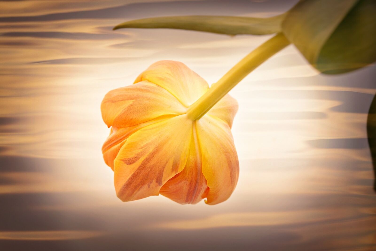 Nikon D7100 sample photo. Flower, tulip, orange photography