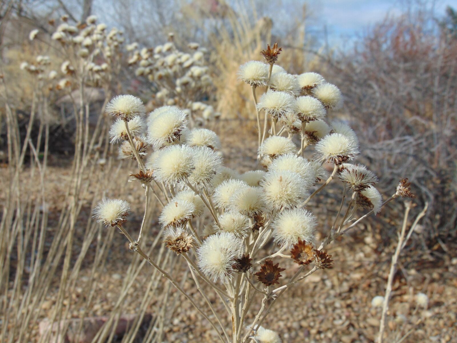 Sony Cyber-shot DSC-H300 sample photo. Flowers, winter, nature photography