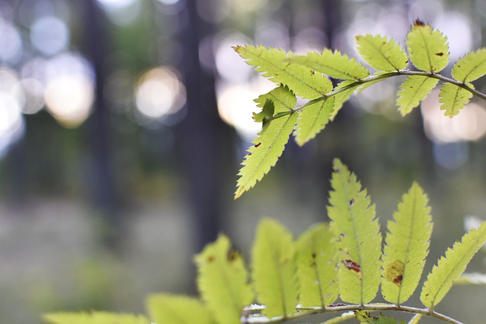 Nikon D7200 sample photo. Leaves, background, morning photography