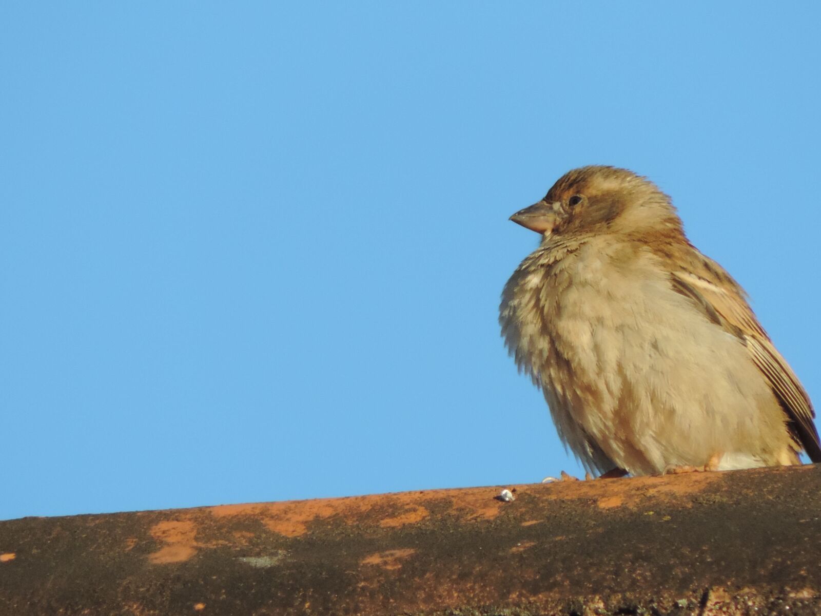 Nikon Coolpix P520 sample photo. Sparrow, tropical bird, blue photography
