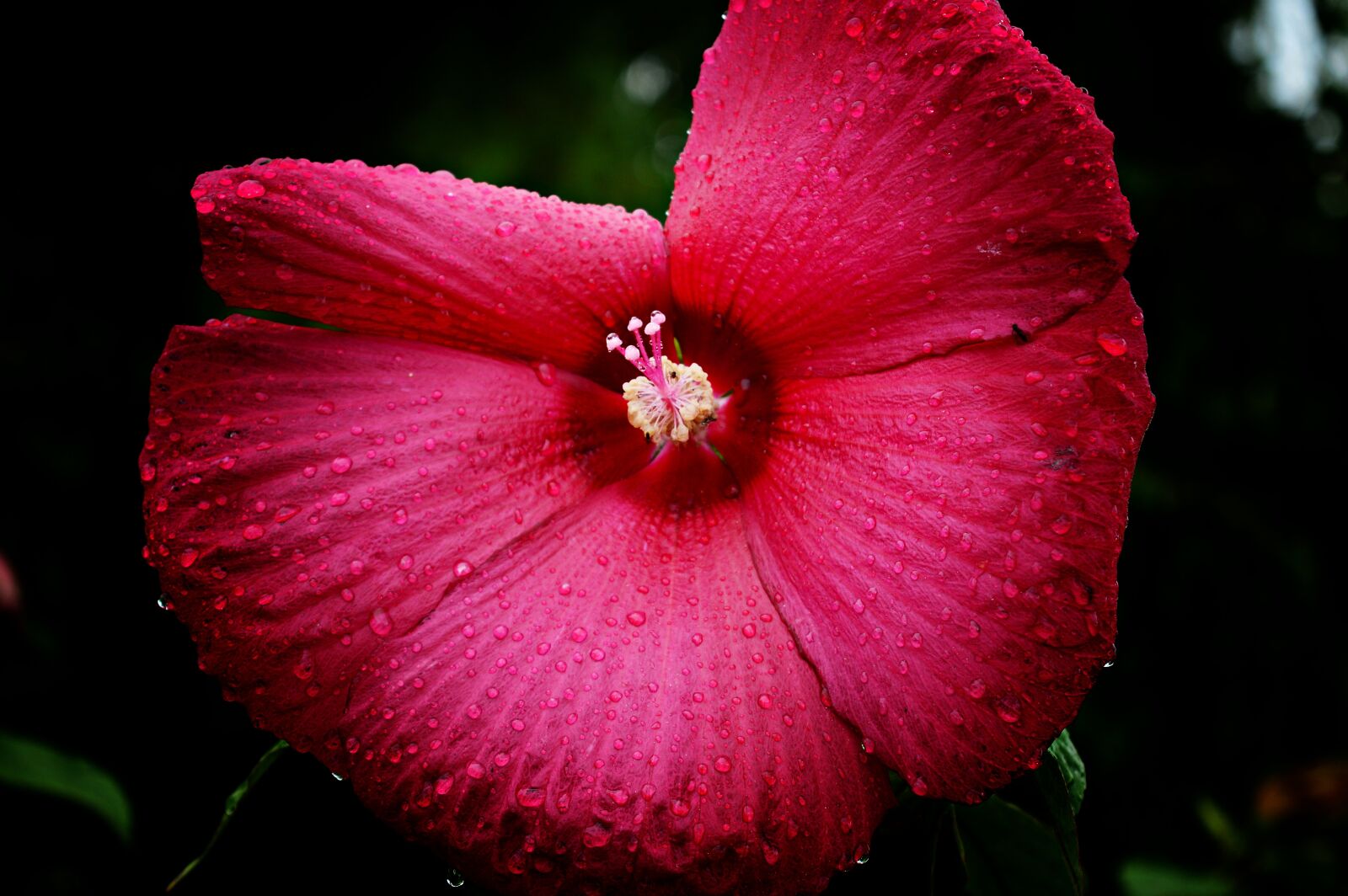 Nikon D3200 sample photo. Hibiscus, flower, swamp hibiscus photography