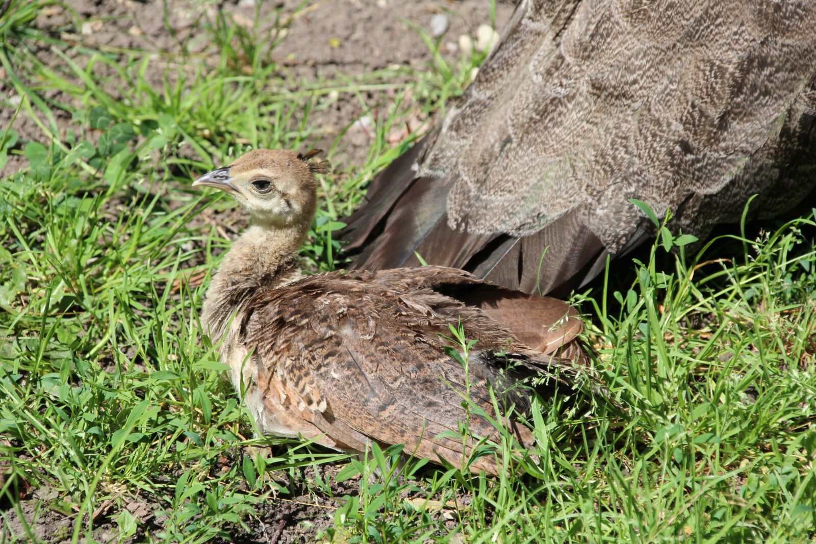 Canon EOS 1200D (EOS Rebel T5 / EOS Kiss X70 / EOS Hi) sample photo. Peacock, baby, young bird photography
