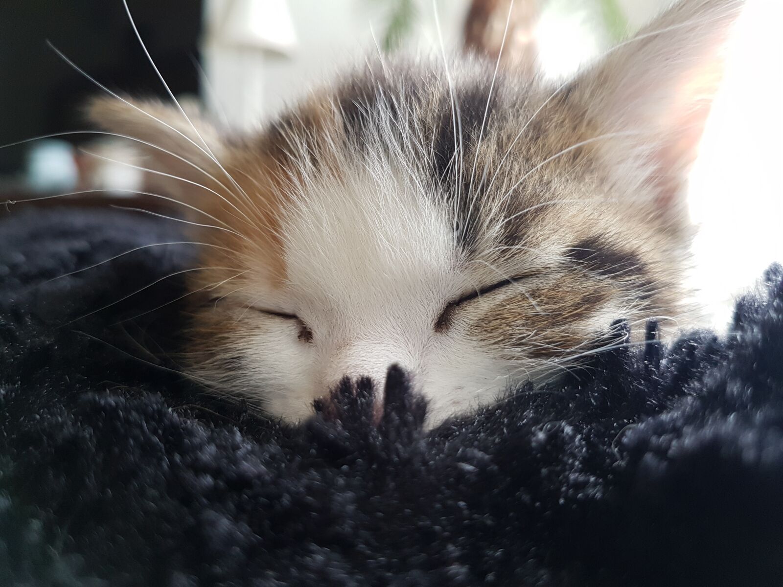 Samsung Galaxy S7 Edge sample photo. Cats, cat, kitting photography