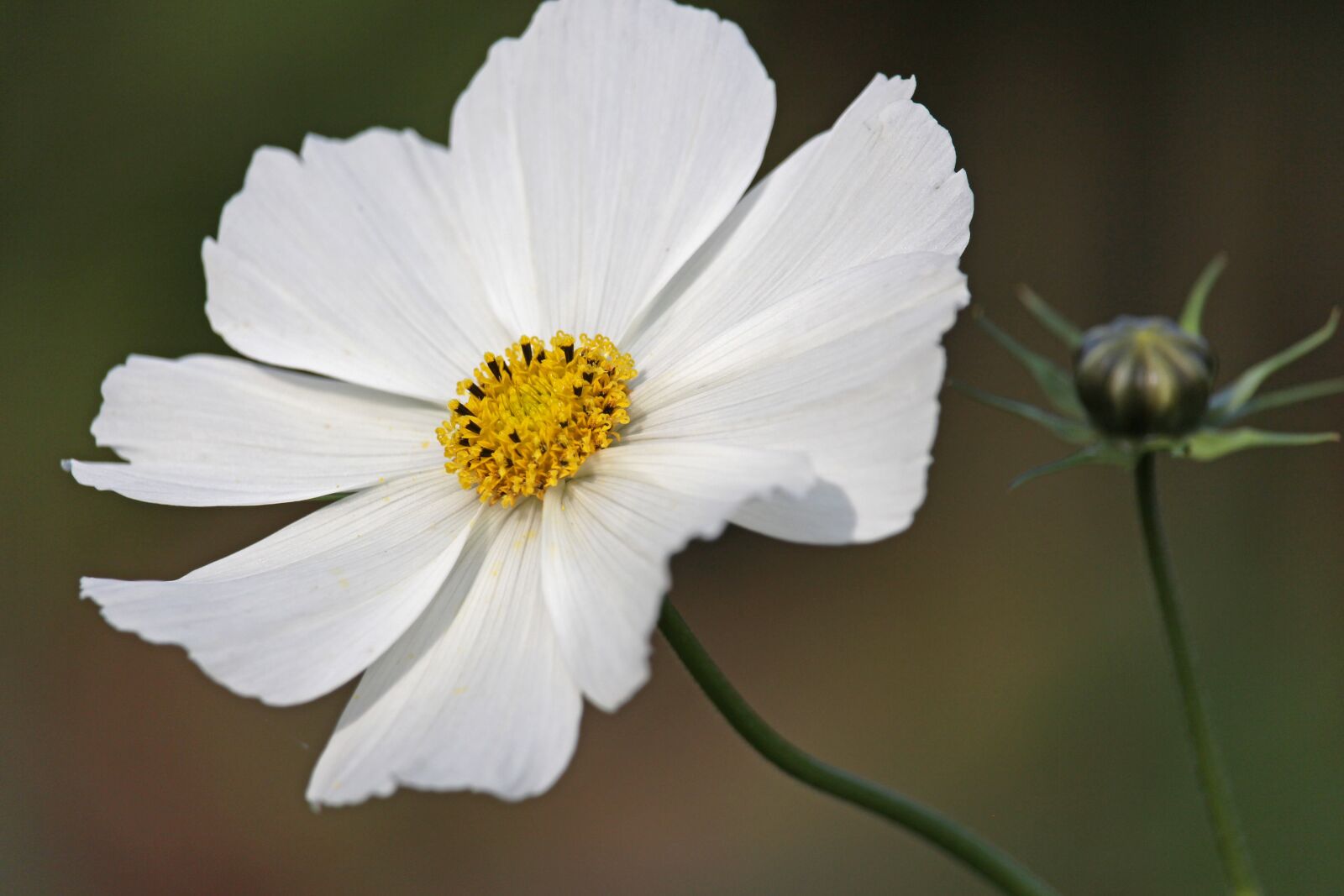Canon EF-S 55-250mm F4-5.6 IS STM sample photo. Cosmos, white beauty, cosmea photography