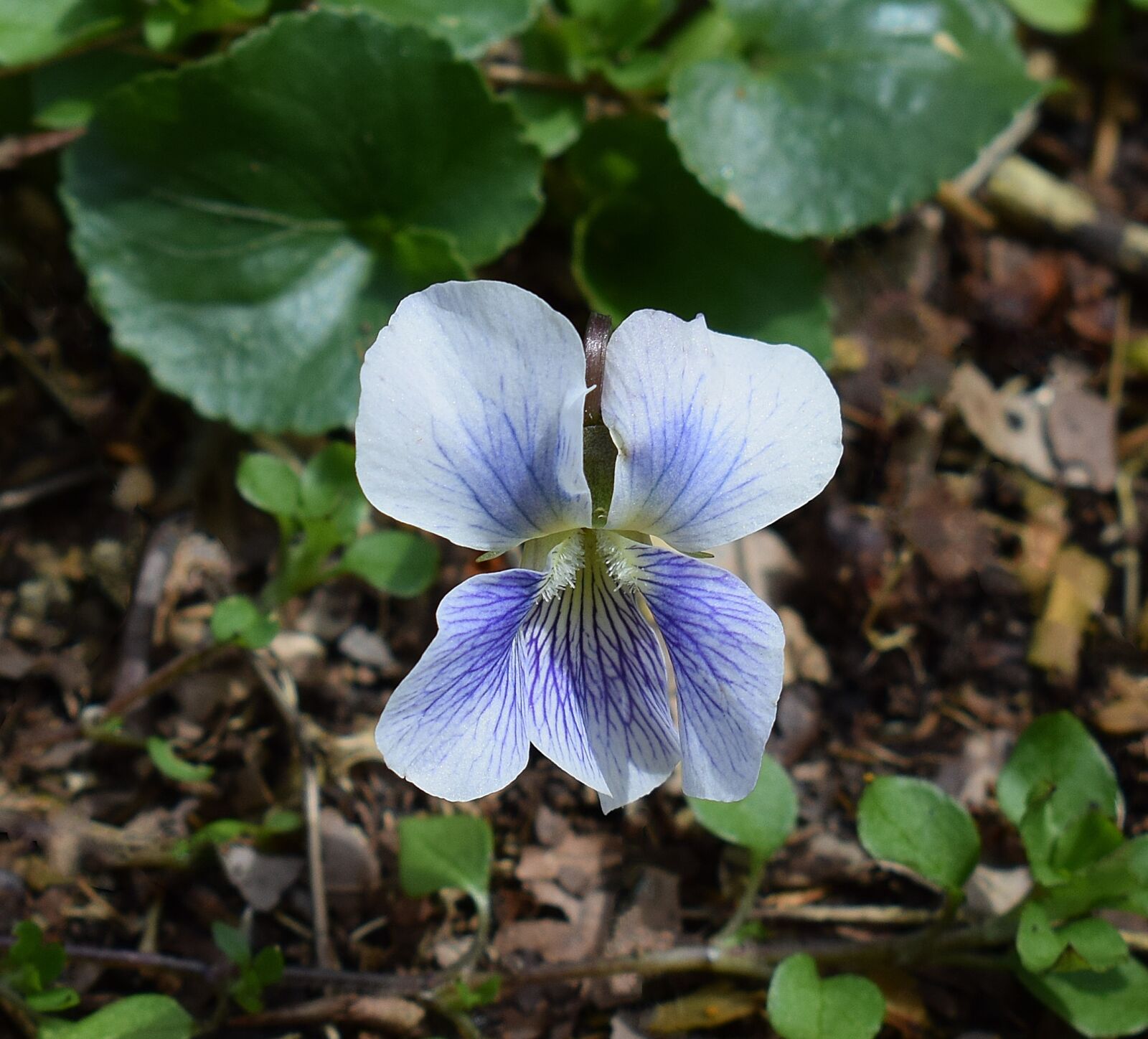 Nikon D3300 sample photo. White and purple violet photography