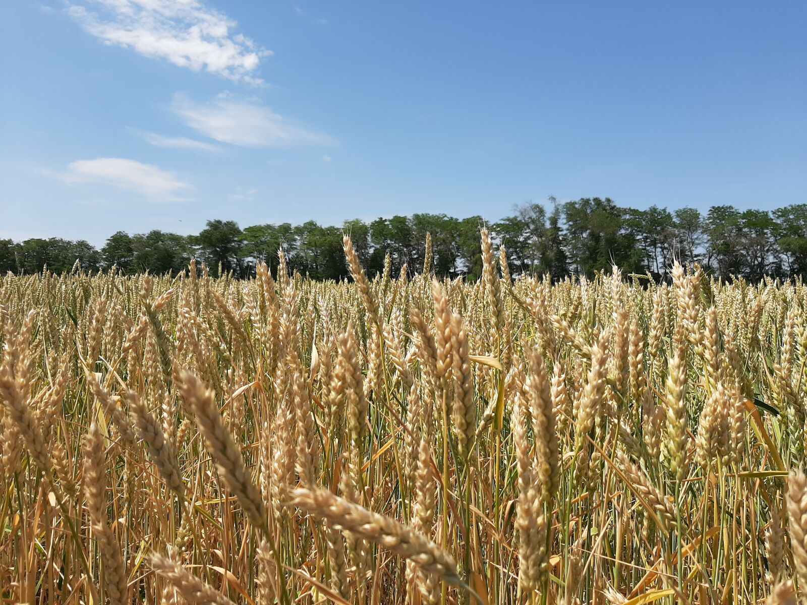Samsung Galaxy A50 sample photo. Wheat, field, grain photography