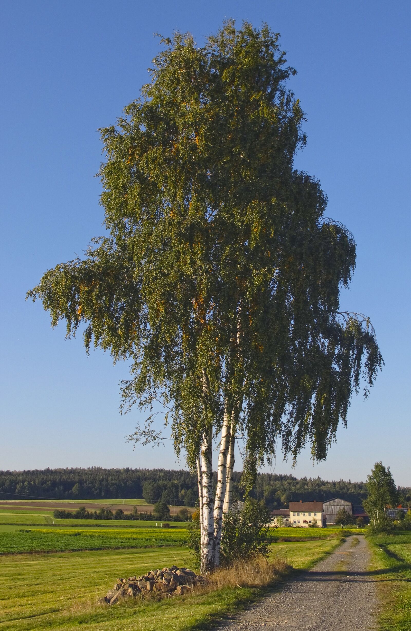 Canon PowerShot G12 sample photo. Landscape, birch, tree photography