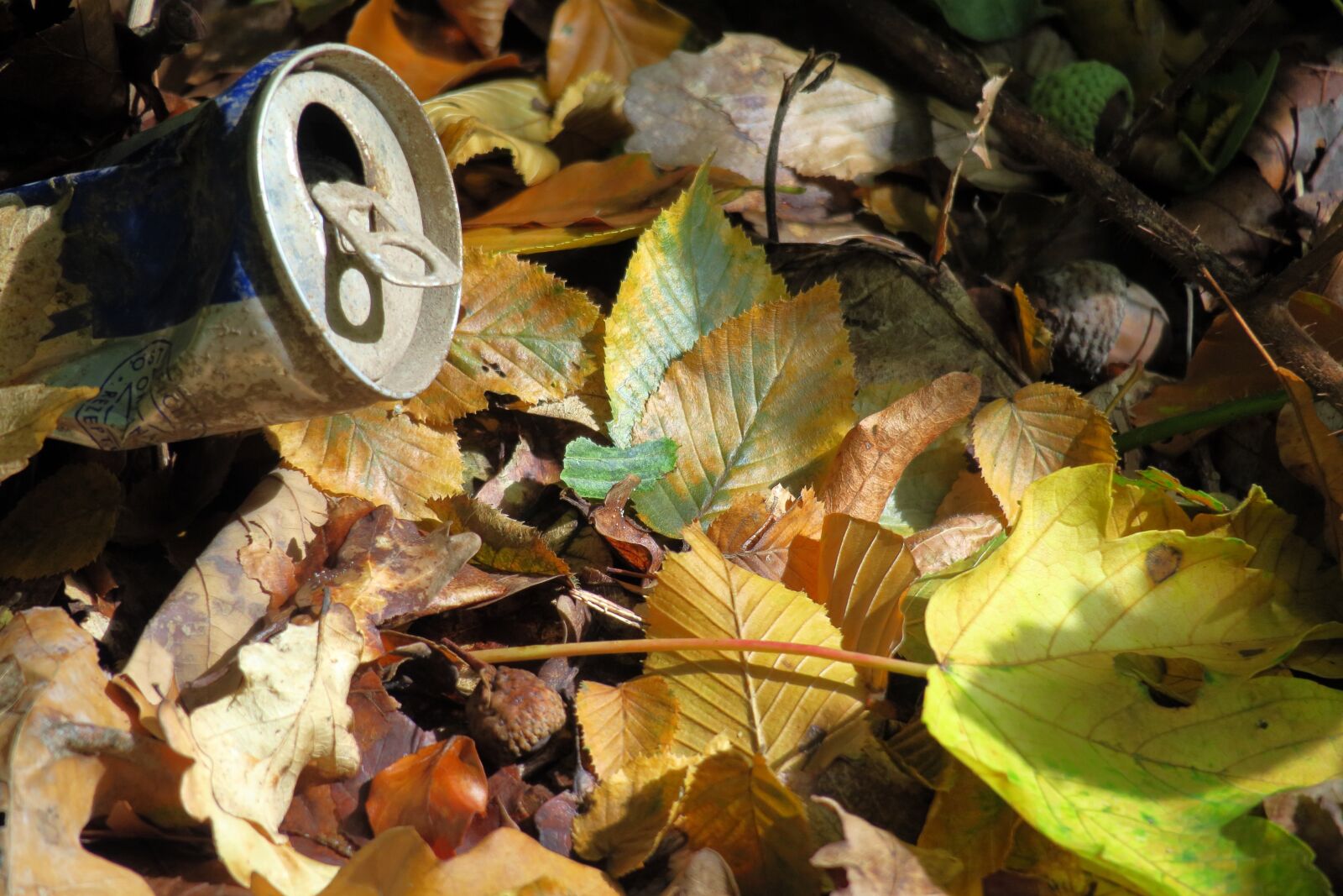 Canon PowerShot G3 X sample photo. Autumn, leaves, forest floor photography
