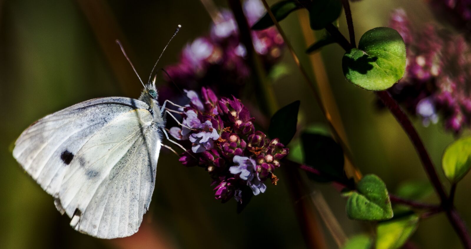 Canon EF-S 55-250mm F4-5.6 IS STM sample photo. Butterfly, nature, insect photography
