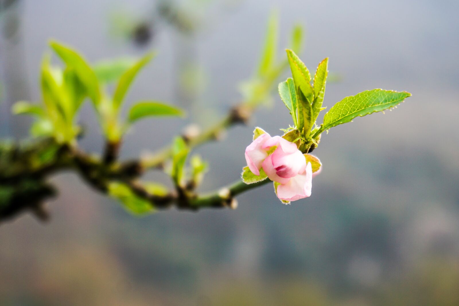 Sony a6000 sample photo. Spring, branch, bloom photography