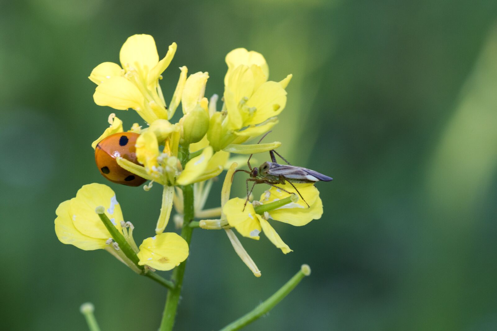 Canon EOS 7D Mark II sample photo. Oilseed rape, yellow, ladybug photography