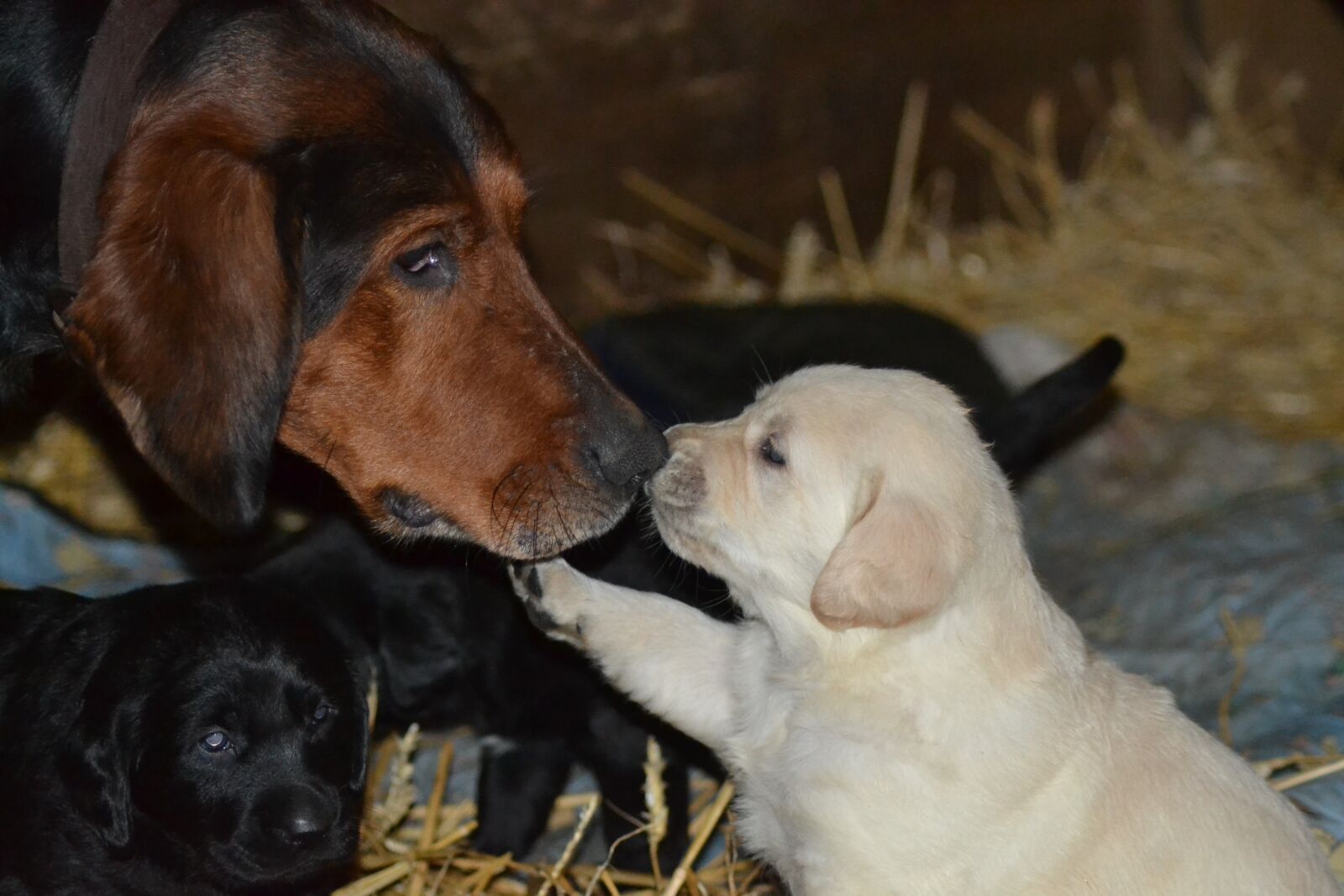 Nikon D3100 sample photo. Animal, dog, puppies photography
