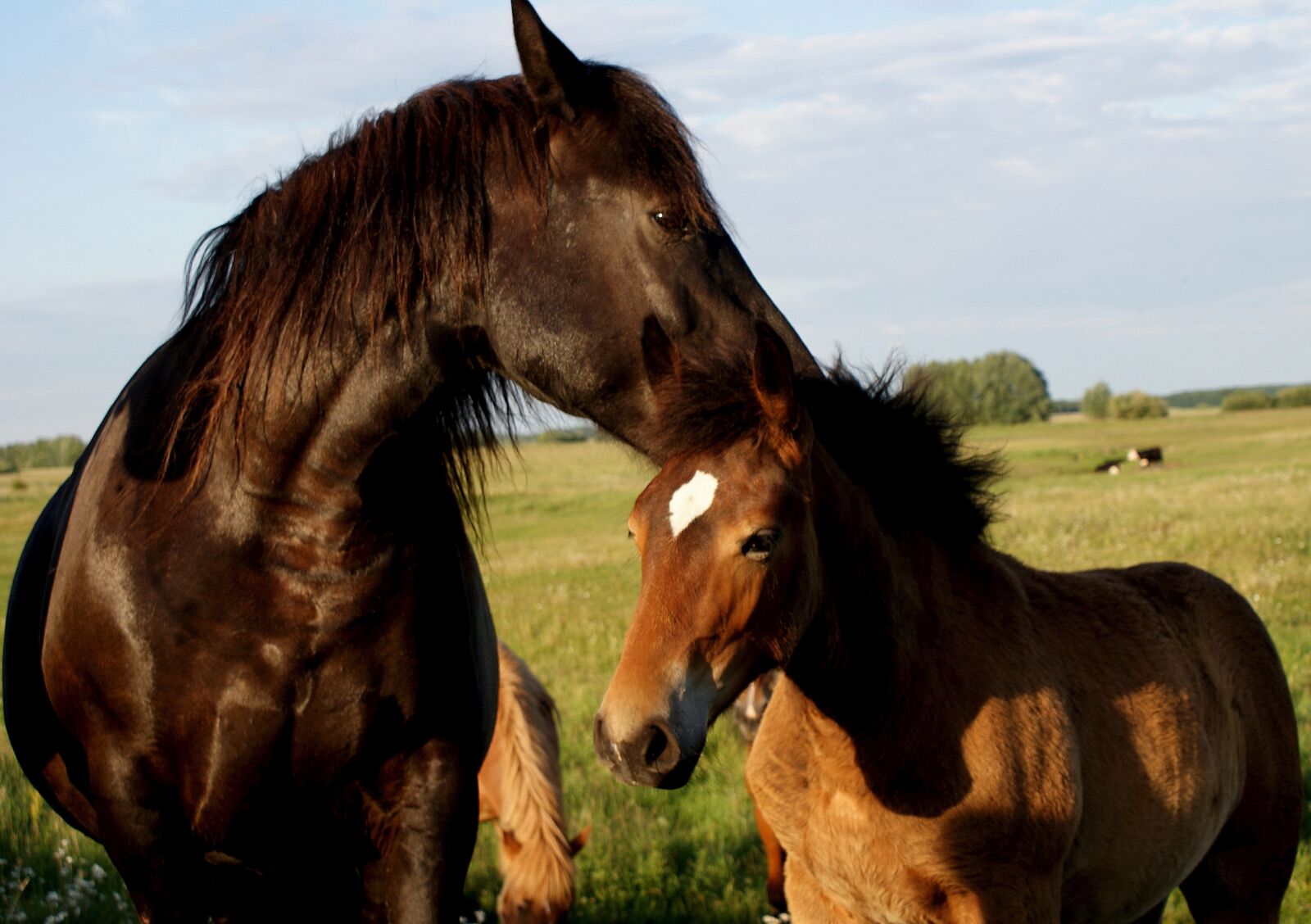 Sony Alpha DSLR-A200 sample photo. The horse, offspring, nature photography
