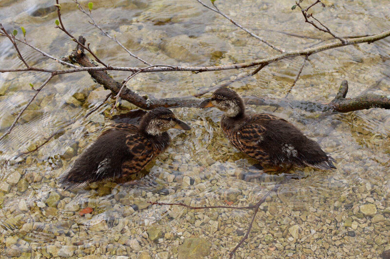 Nikon D3200 sample photo. Ducks, ducklings, water photography