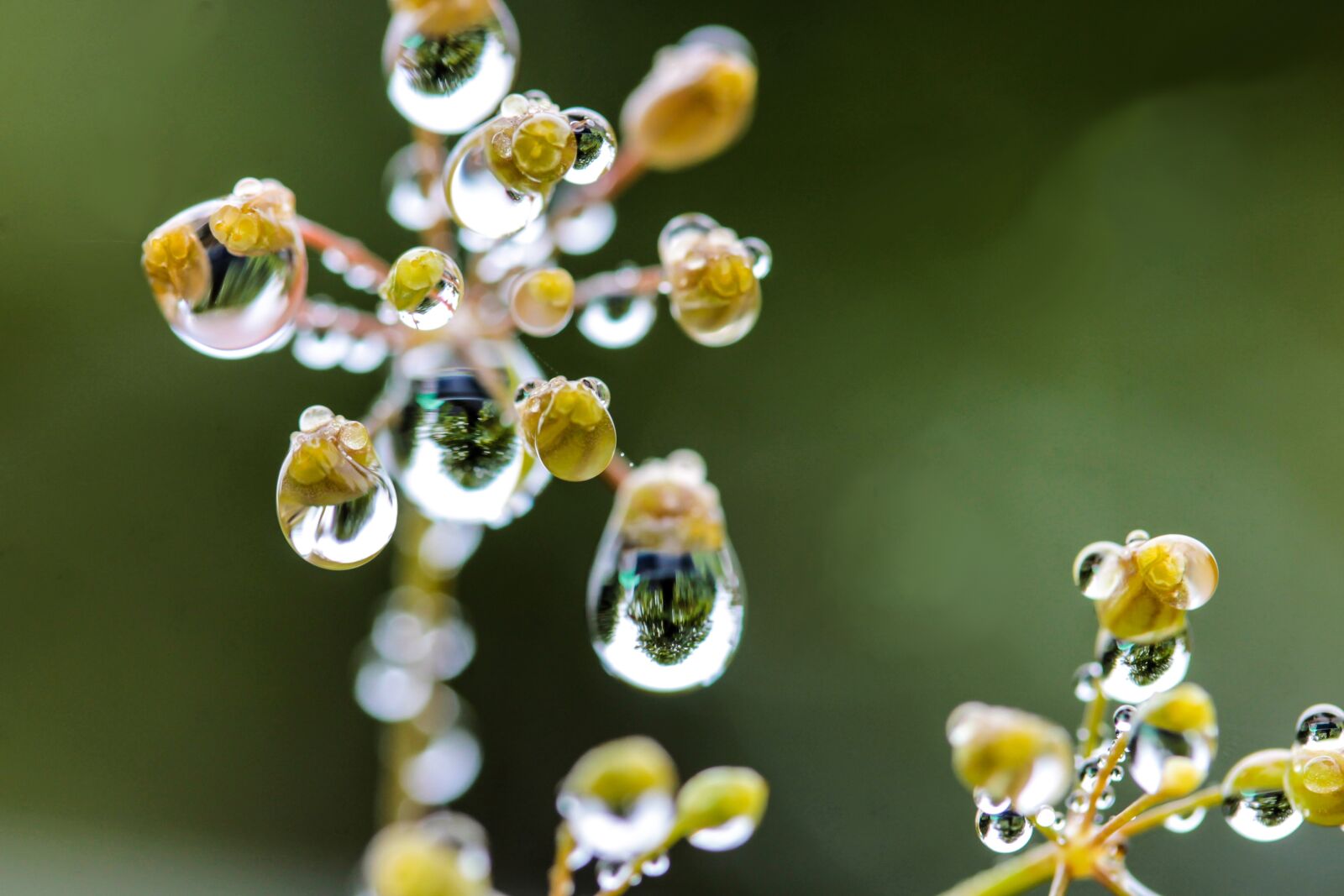 Canon EF-S 60mm F2.8 Macro USM sample photo. Just add water, flower photography