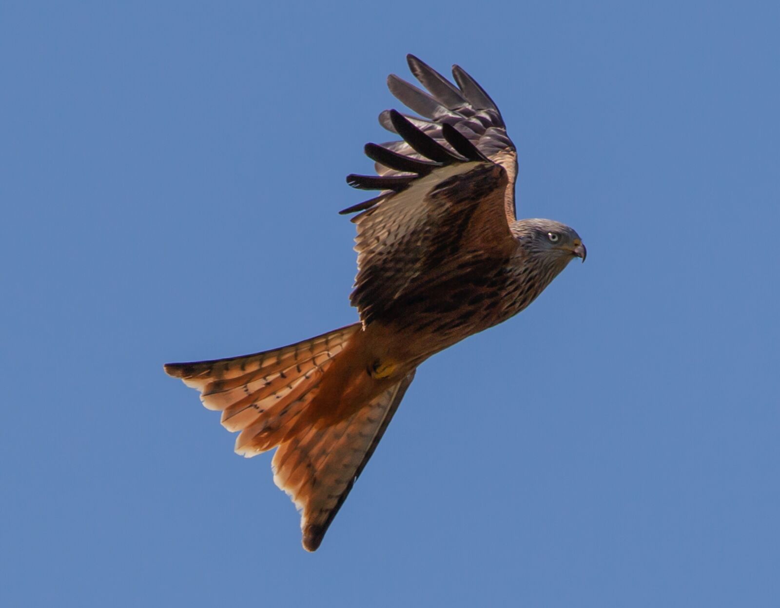 Canon EOS 5D Mark II sample photo. Red kite, flying, soaring photography