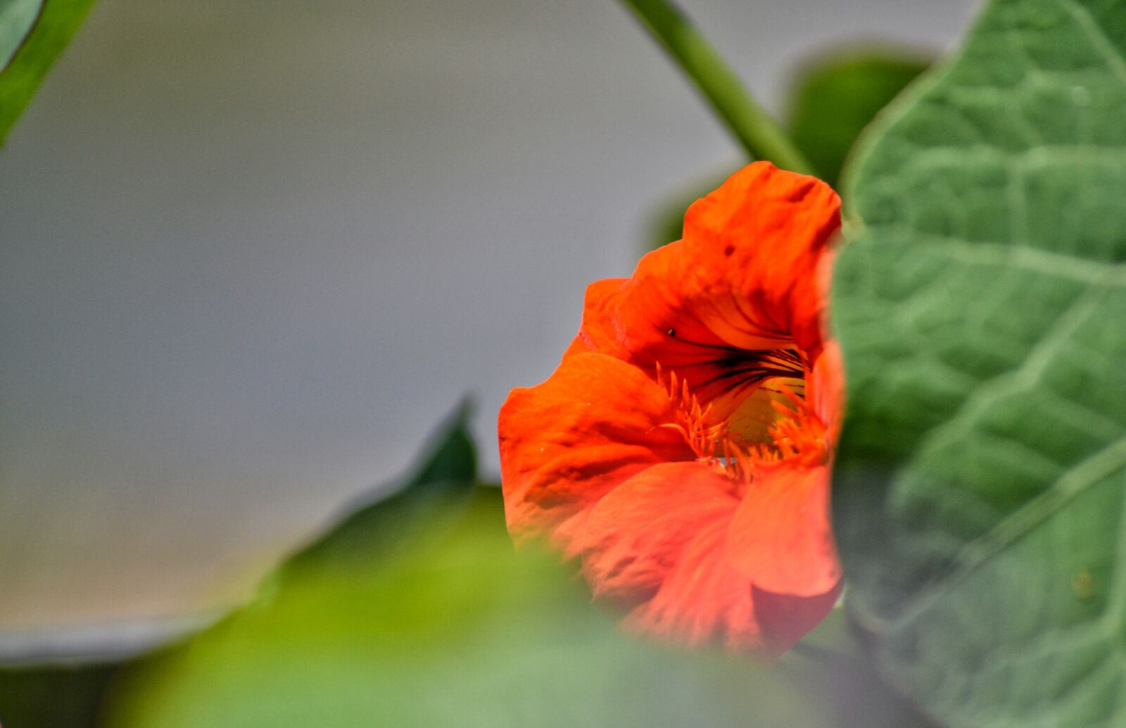 Nikon D3100 sample photo. Flowers, orange, summer photography