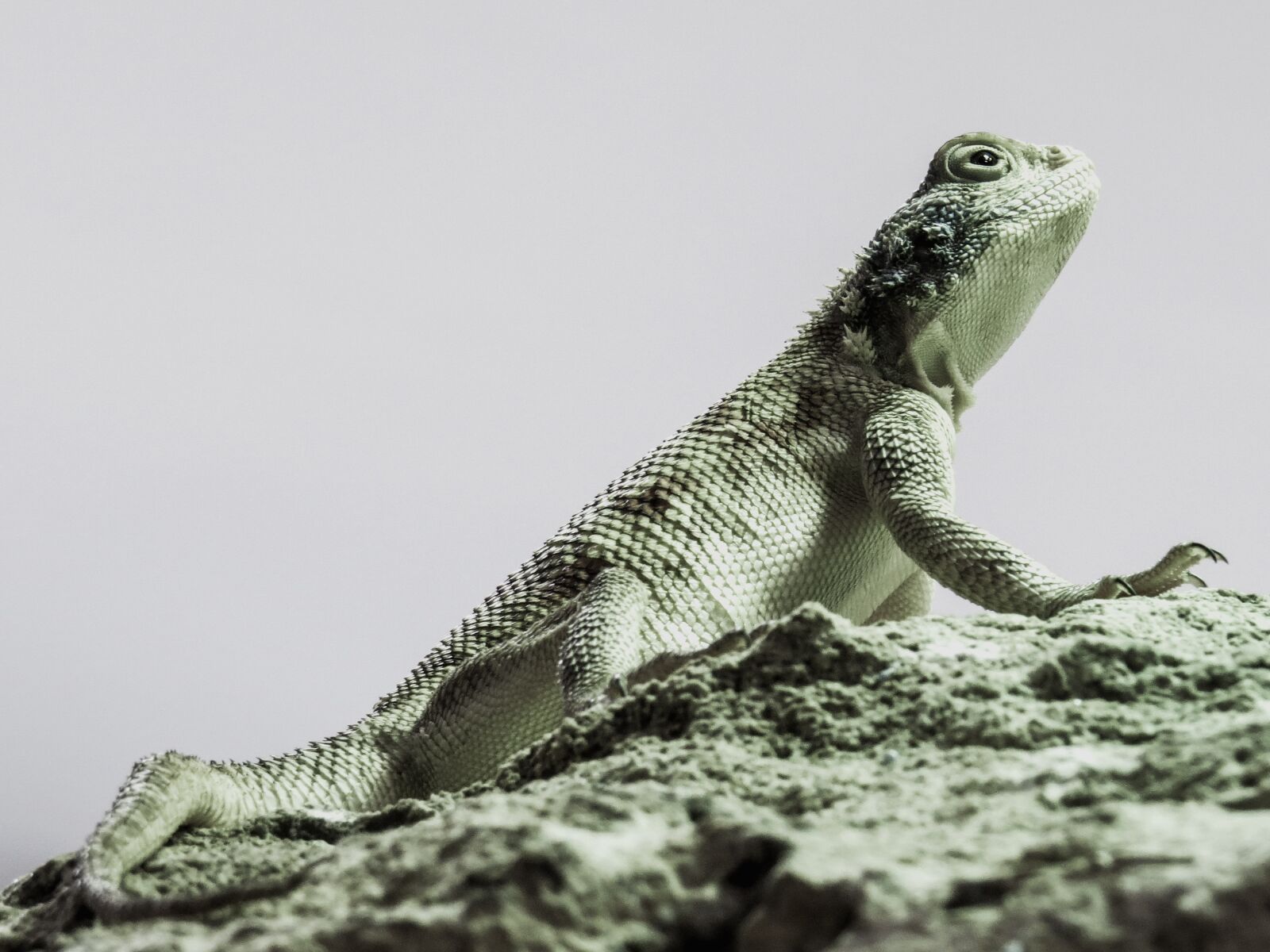 Canon PowerShot SX50 HS sample photo. Animals, lizard, exotic photography