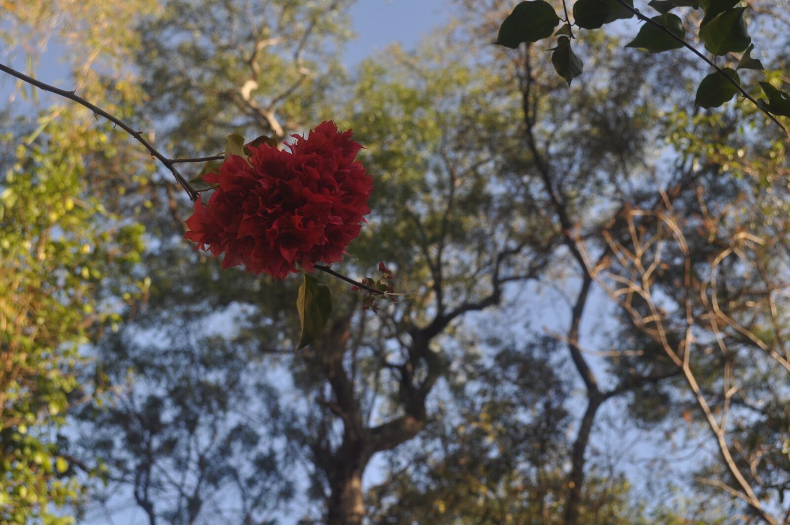 Nikon D5000 sample photo. Red flower drop-down, red photography