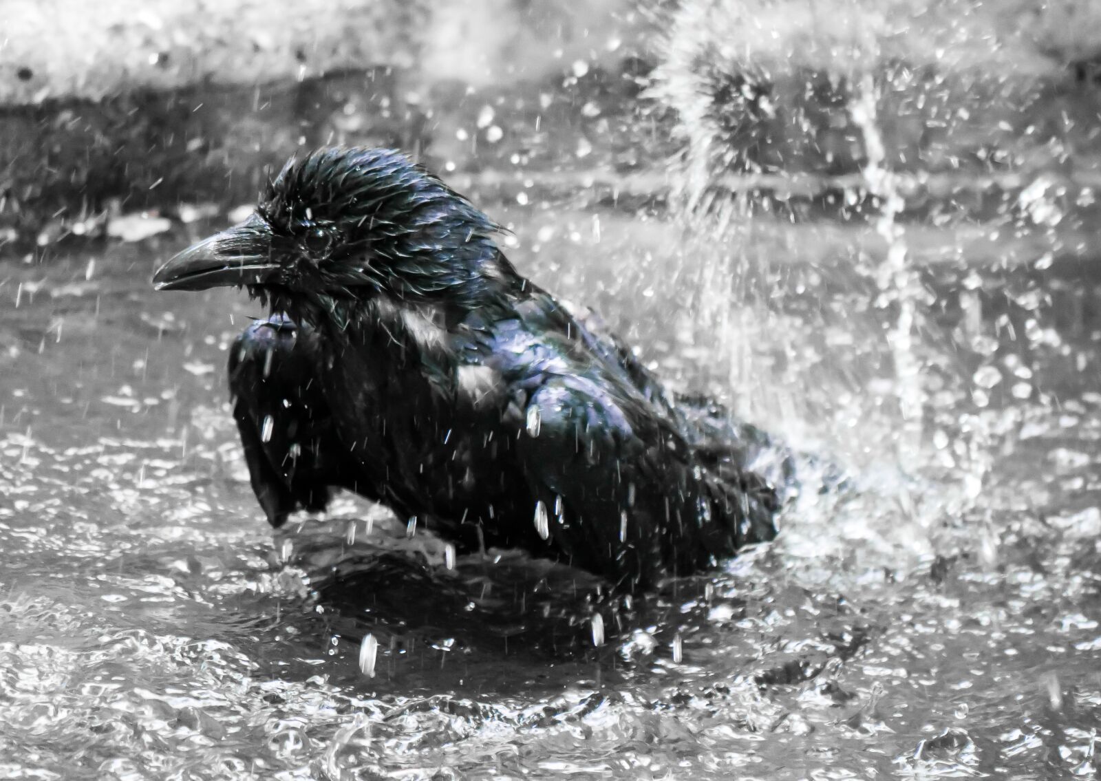 Panasonic DMC-G70 sample photo. Animal world, bird, raven photography
