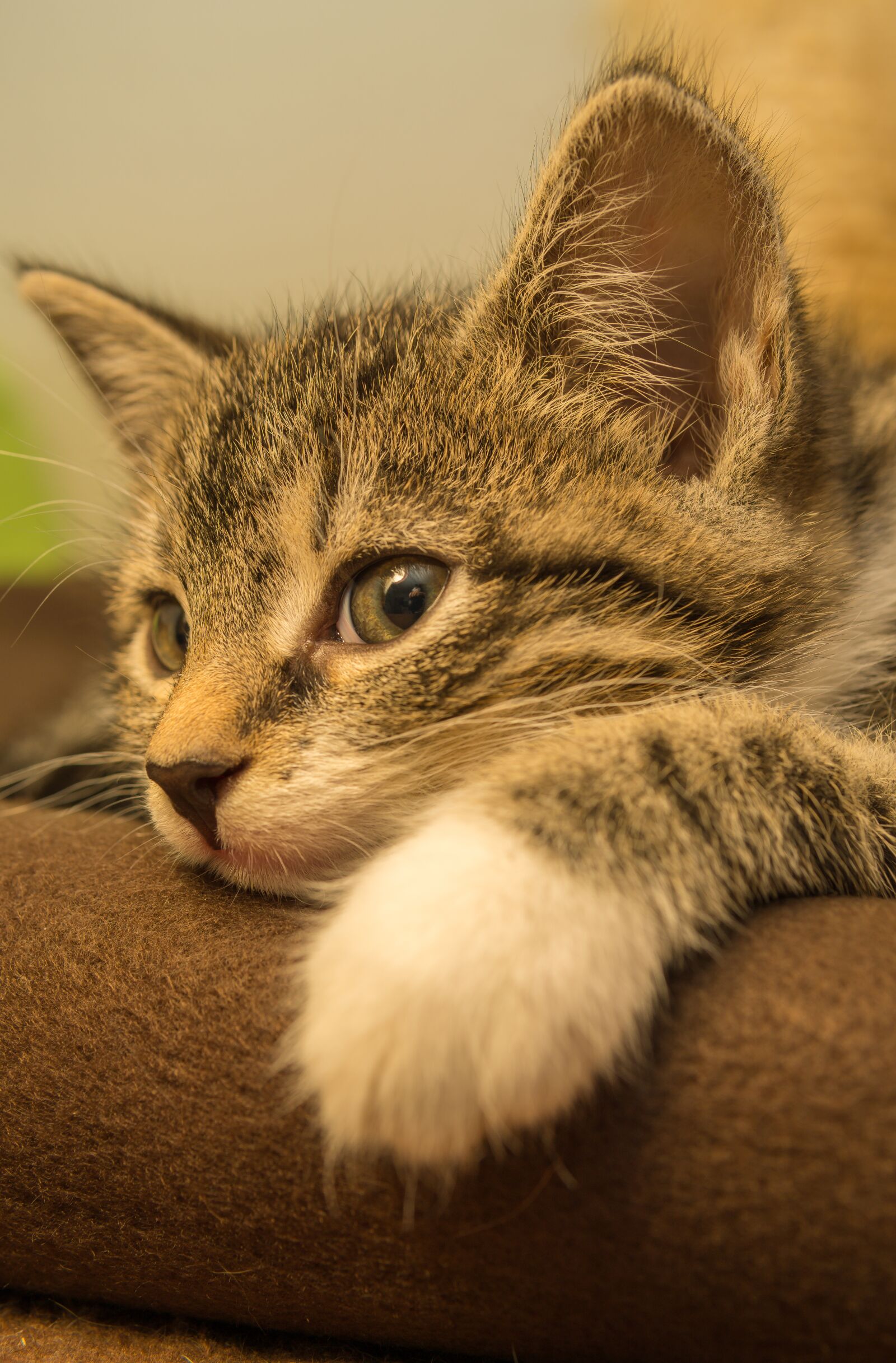 30mm F1.4 DC DN | Contemporary 016 sample photo. Cat, small, mackerel photography