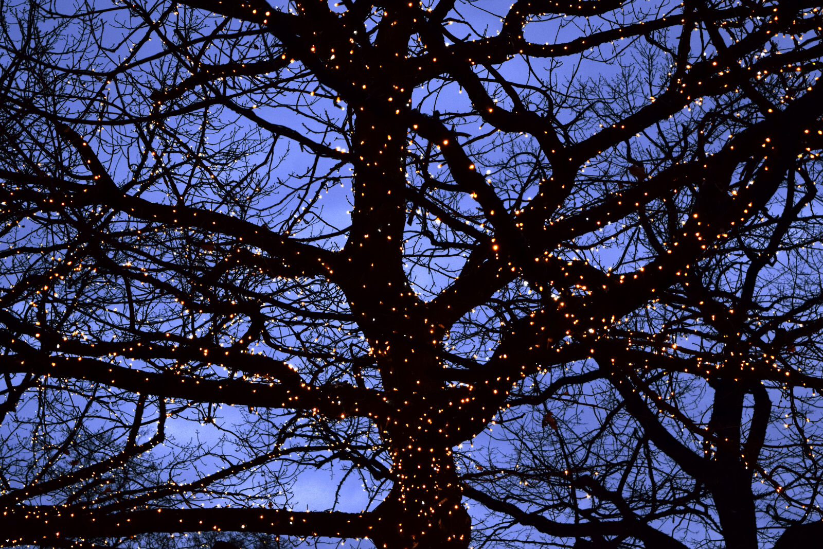 Nikon D3300 sample photo. Lights, nature, tree, winter photography