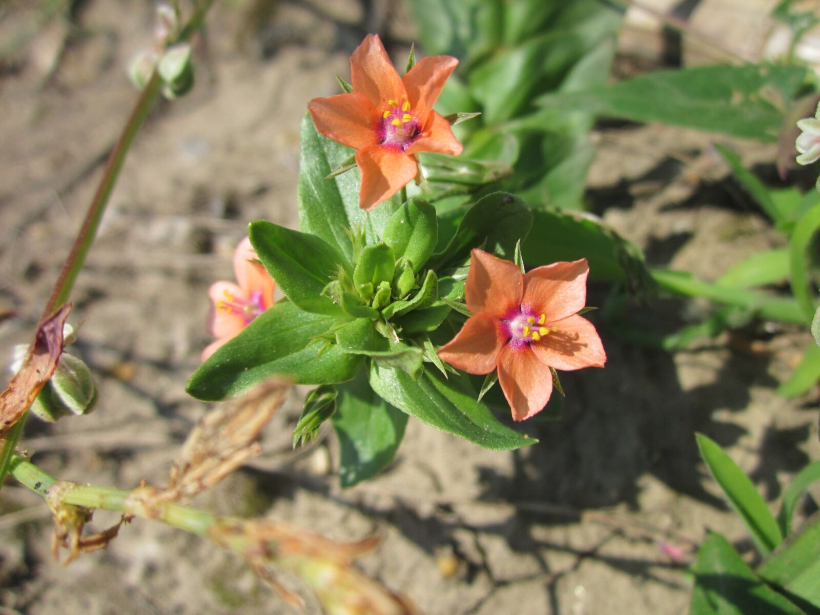 Canon PowerShot A1200 sample photo. Lysimachia arvensis, red pimpernel photography