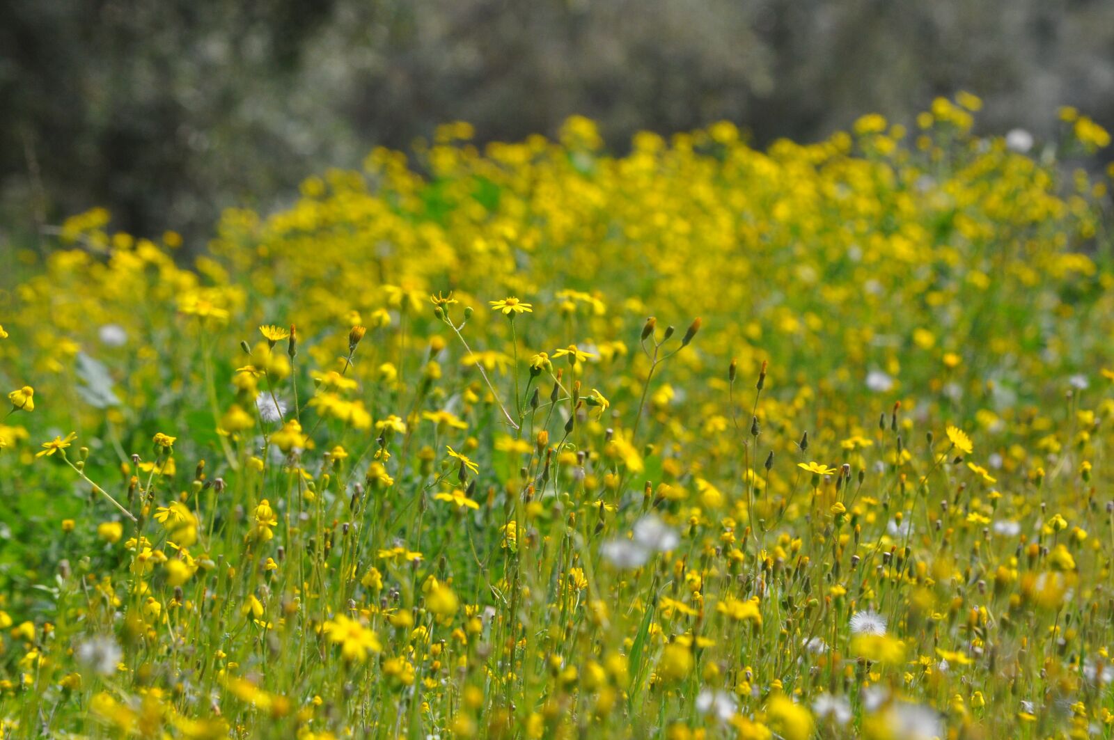 Nikon D90 sample photo. Daisy, nature, flower photography