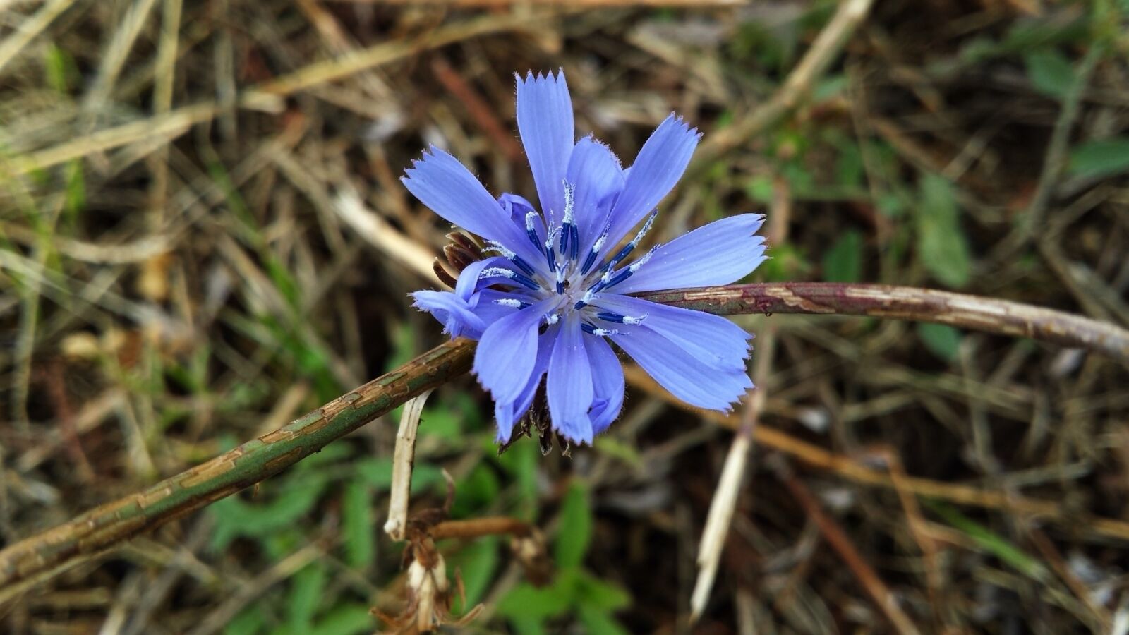 Samsung Galaxy S4 sample photo. Field bloom, nature, field photography