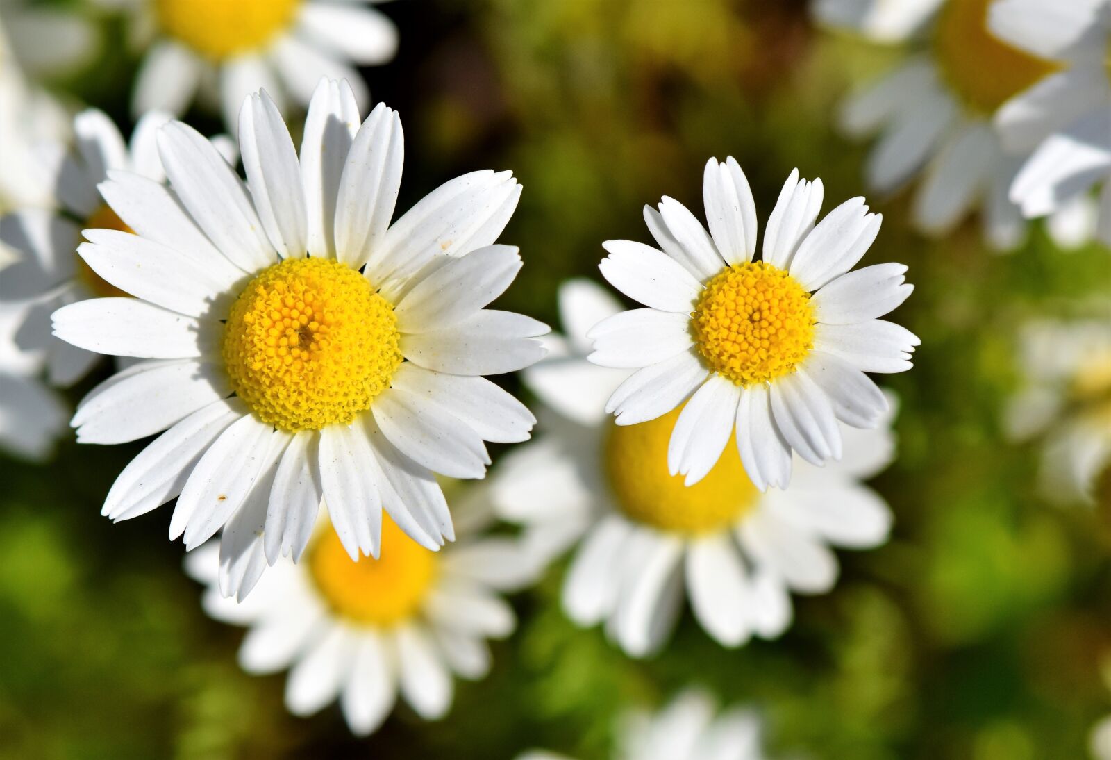 Nikon D7200 sample photo. Marguerite, tree daisy, daisy photography