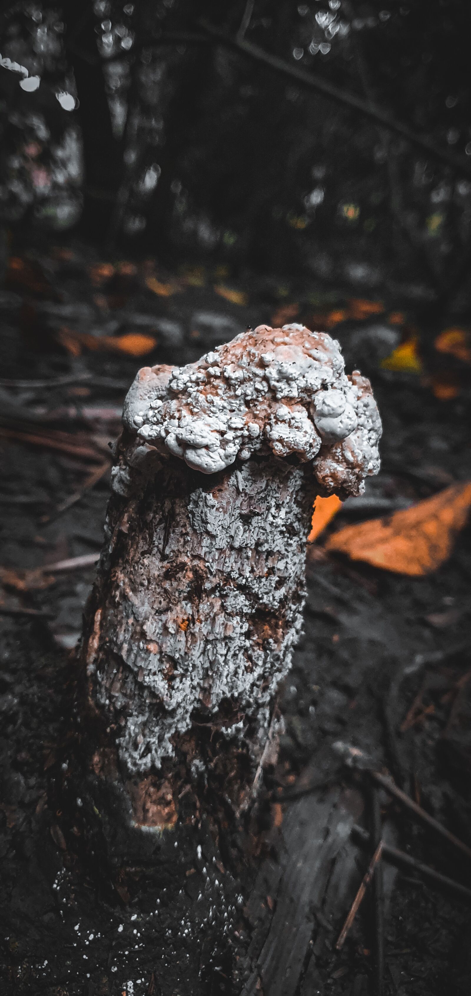 Samsung Galaxy S10+ sample photo. Mushroom, frog umbrella, forest photography