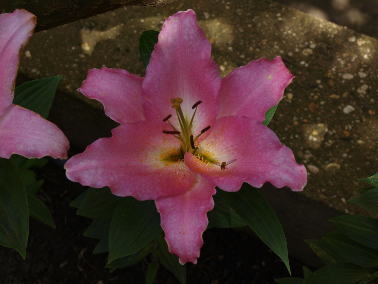 Olympus E-420 (EVOLT E-420) sample photo. Flower, hibiscus, blossom photography