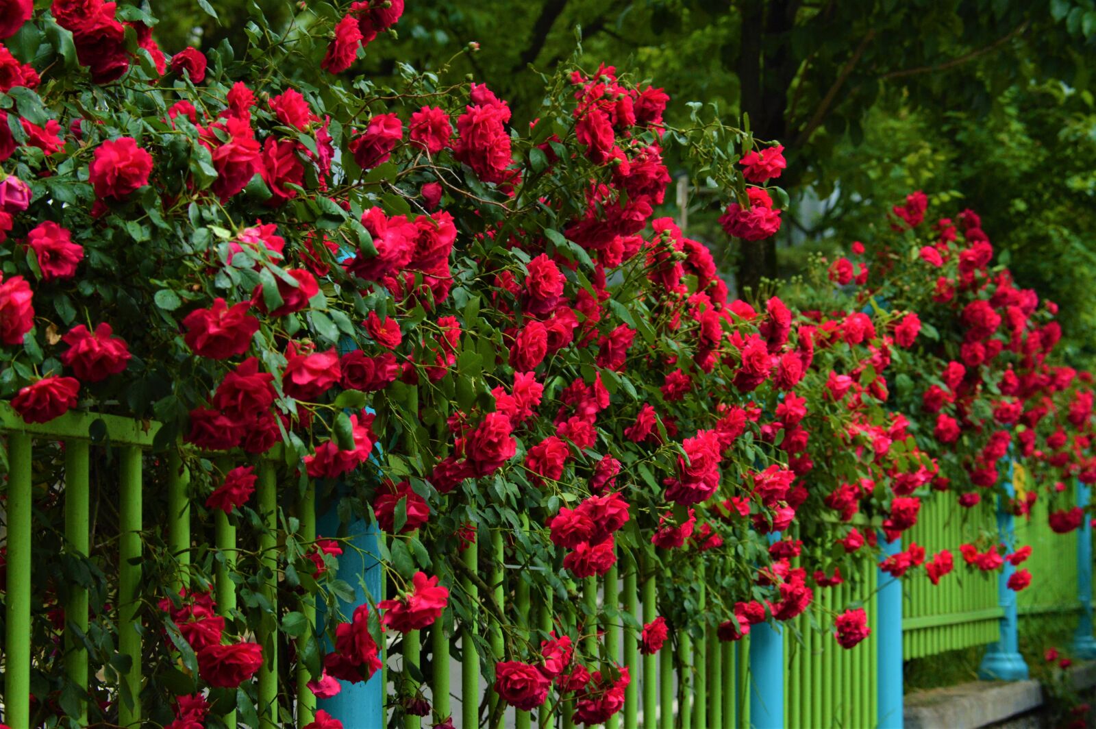 Nikon D3200 sample photo. Fence, rose, nature photography