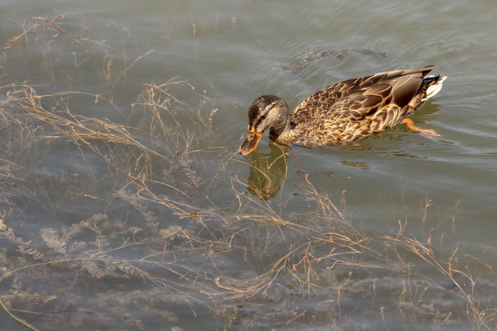 Canon EOS 1300D (EOS Rebel T6 / EOS Kiss X80) + EF75-300mm f/4-5.6 sample photo. Duck, wild duck, bird photography