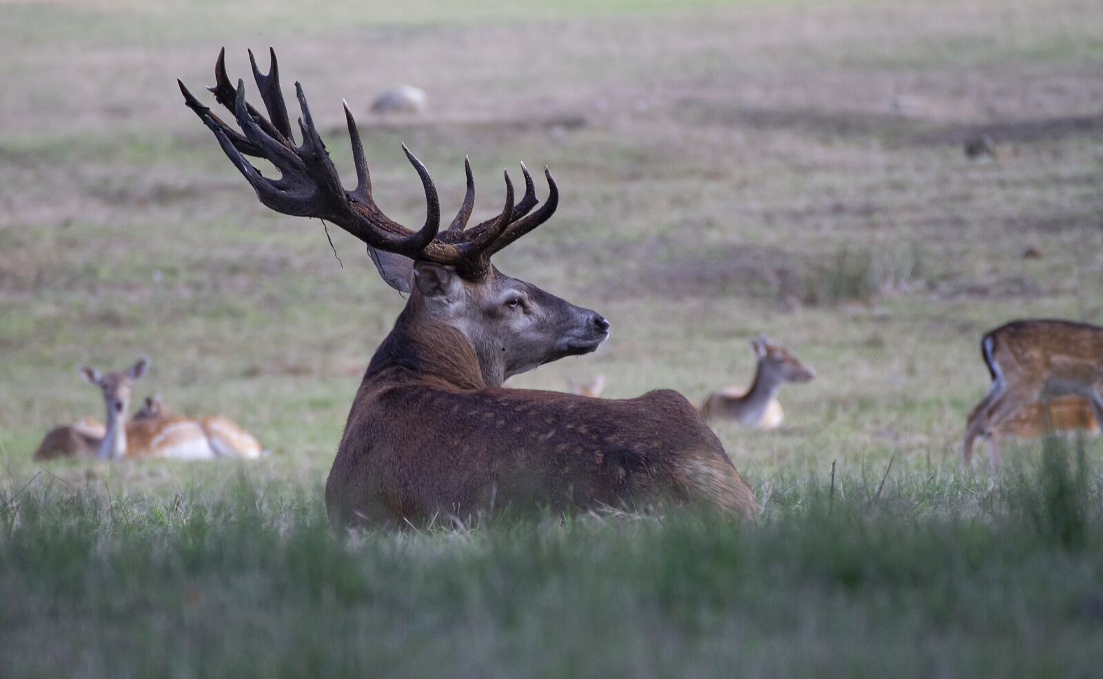 Canon EOS 7D sample photo. Deer, elk, nature photography