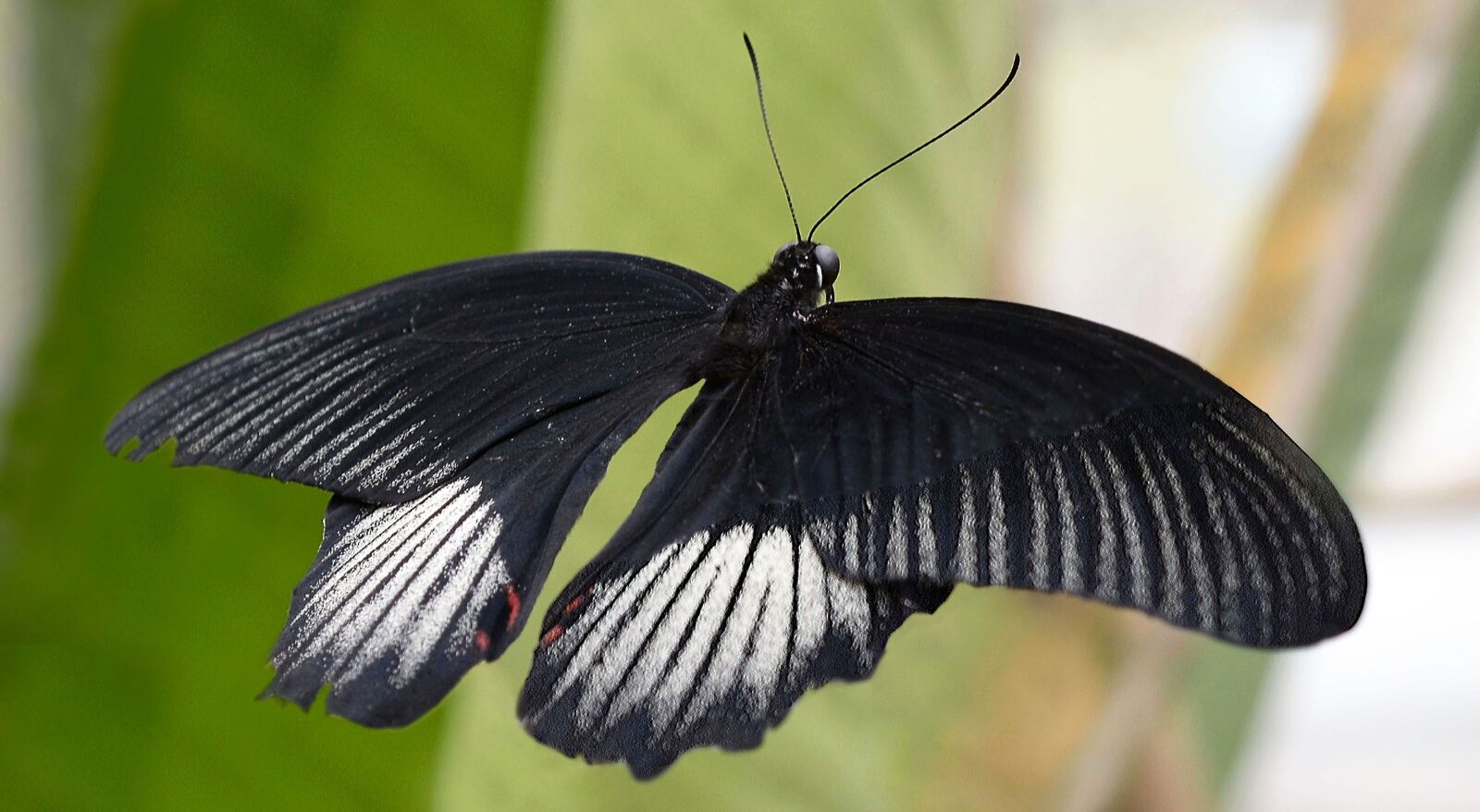 Nikon D7100 sample photo. Butterfly, insect, wing photography