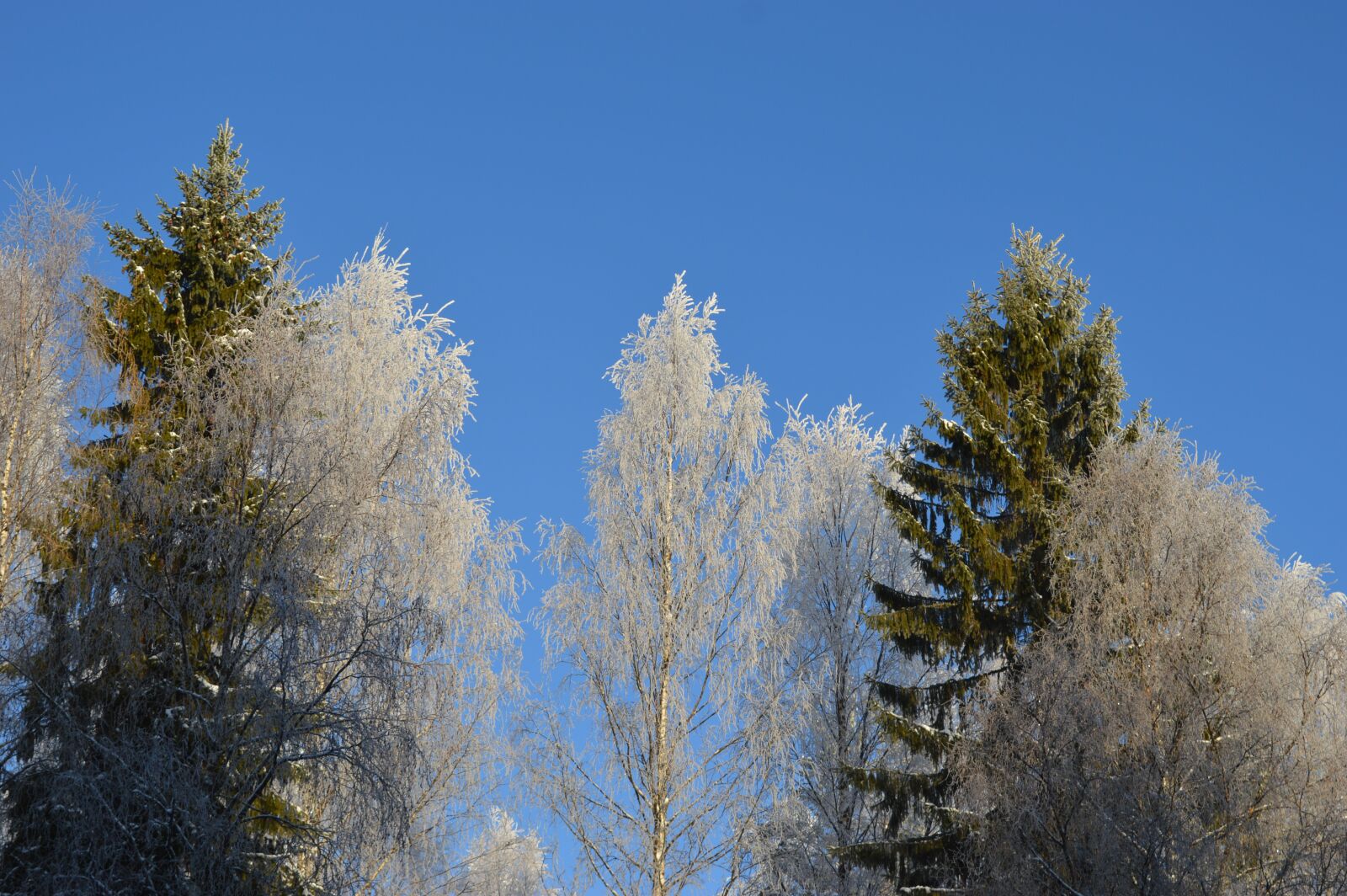Nikon D3200 sample photo. Trees, winter, sky photography