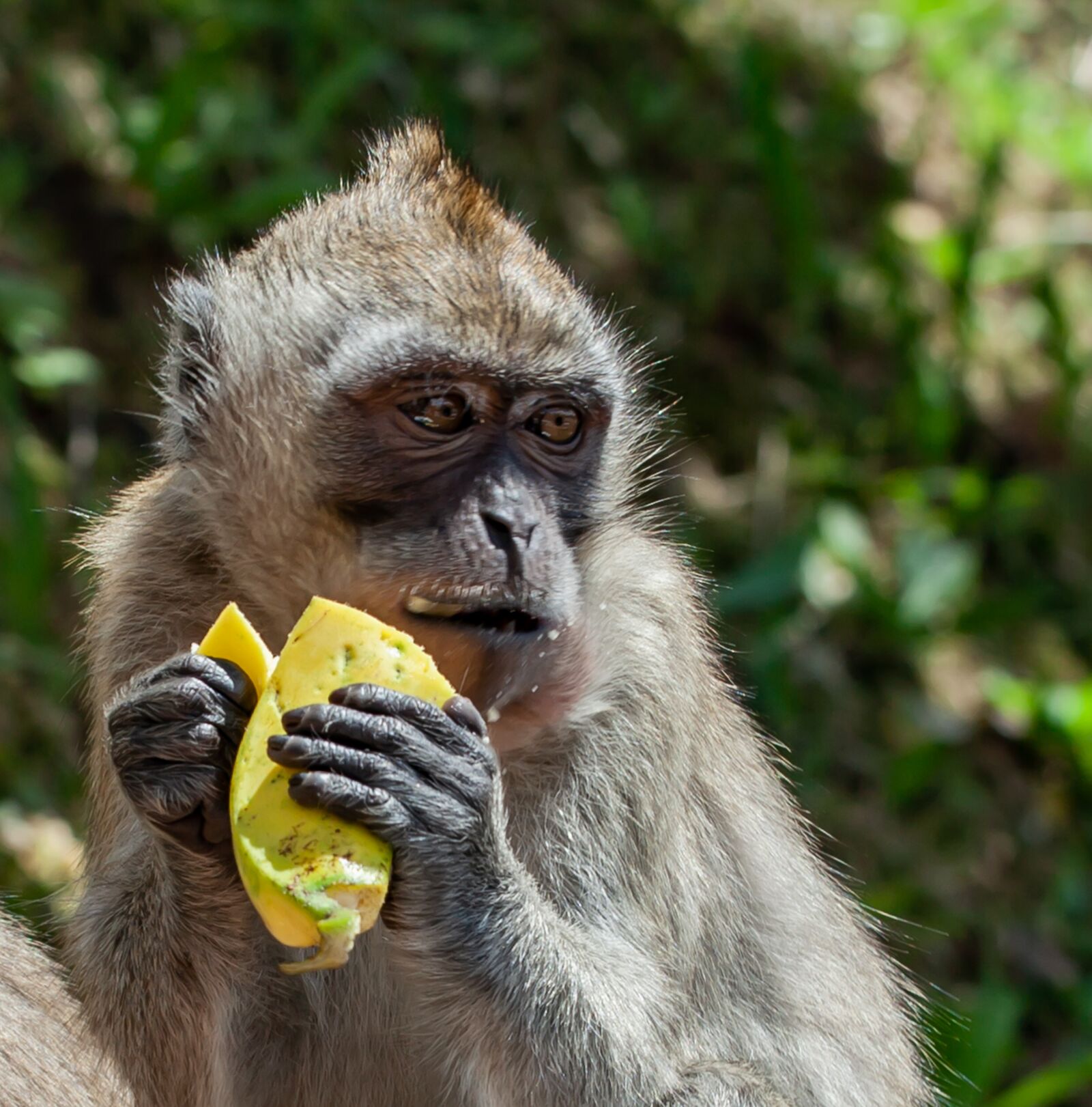 Canon EF 70-200mm F4L USM sample photo. Long tailed macaque, crab-eating photography