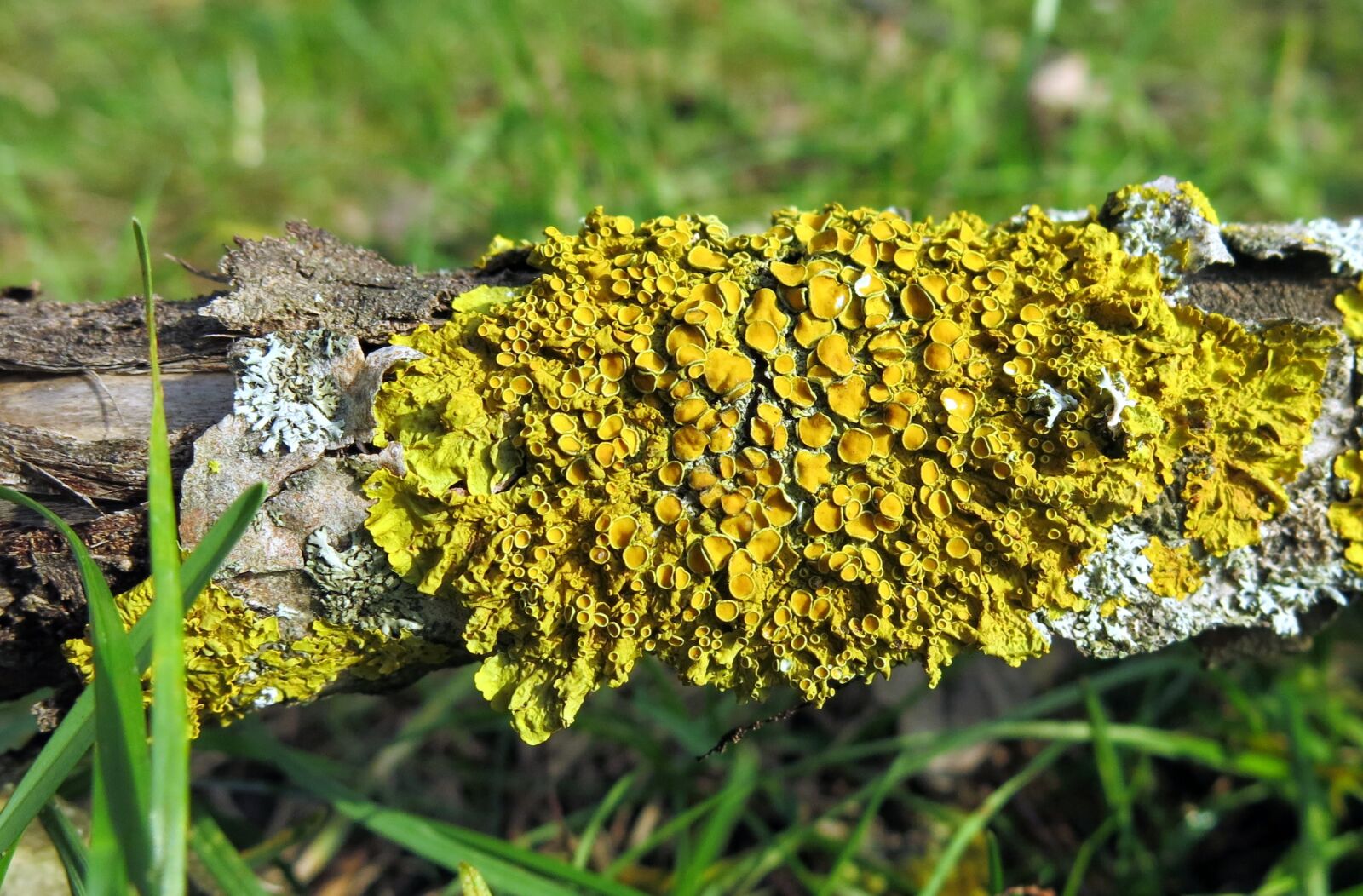 Canon PowerShot G15 sample photo. Lichen, leaf braid, dead photography