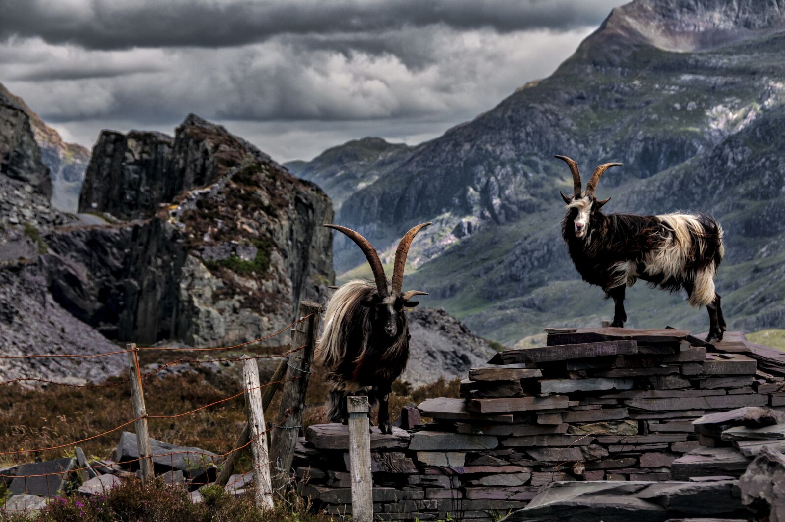 Nikon D300S sample photo. Goats, mountain, wales photography