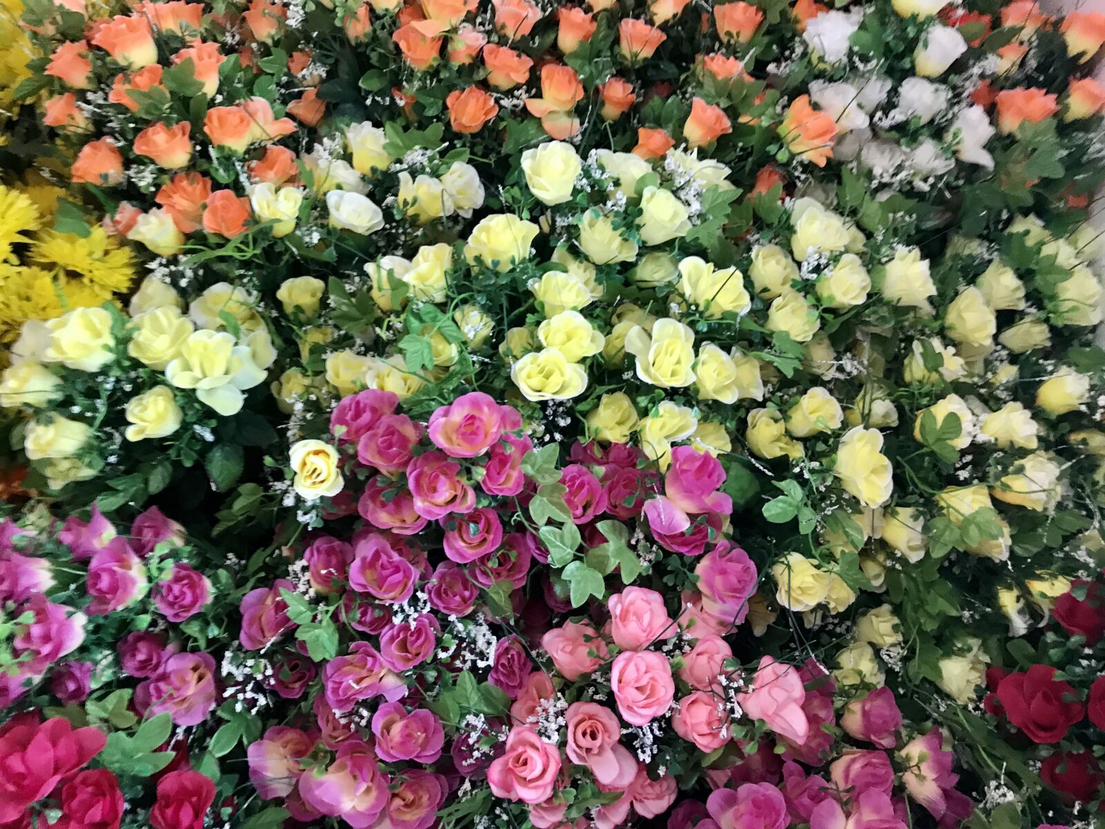 iPhone 7 back camera 3.99mm f/1.8 sample photo. Rose, flowers, decoration photography