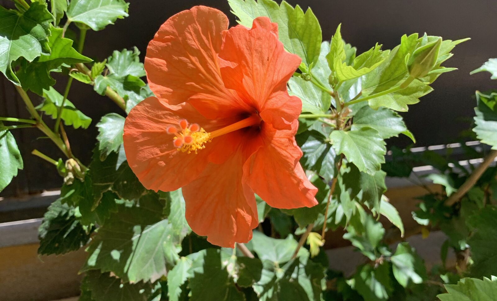 Apple iPhone XR sample photo. Hibiscus, flower, garden photography