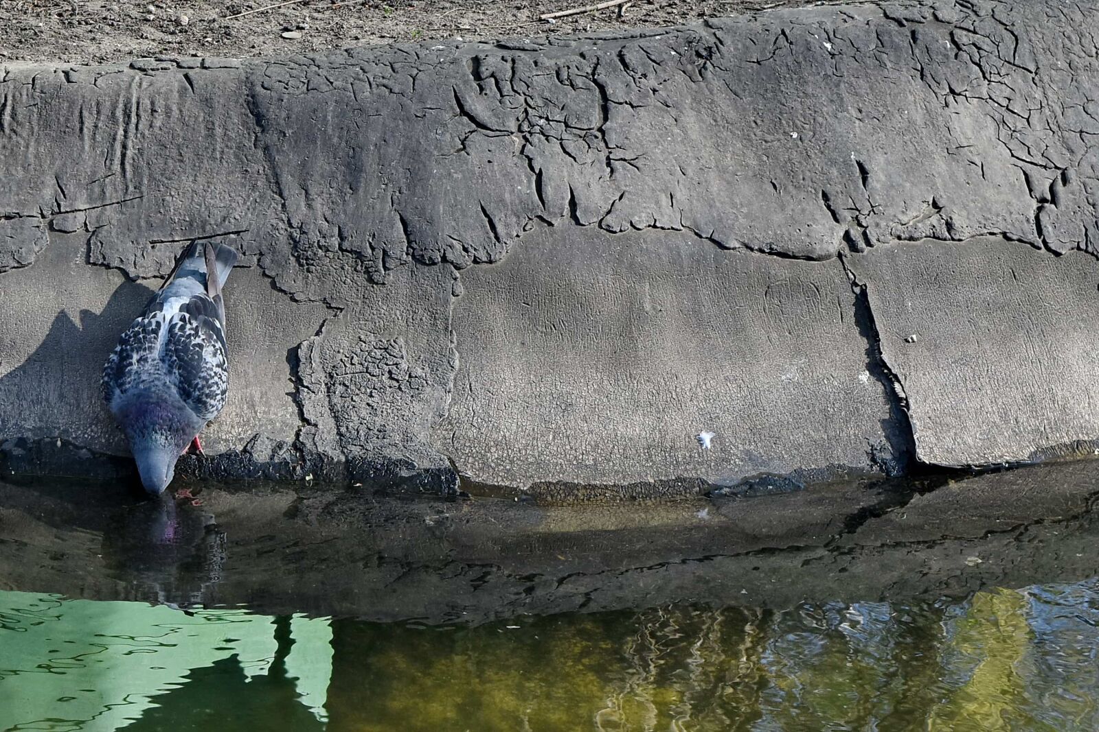 Nikon D5500 sample photo. Drinking, pigeon, pond, reflection photography