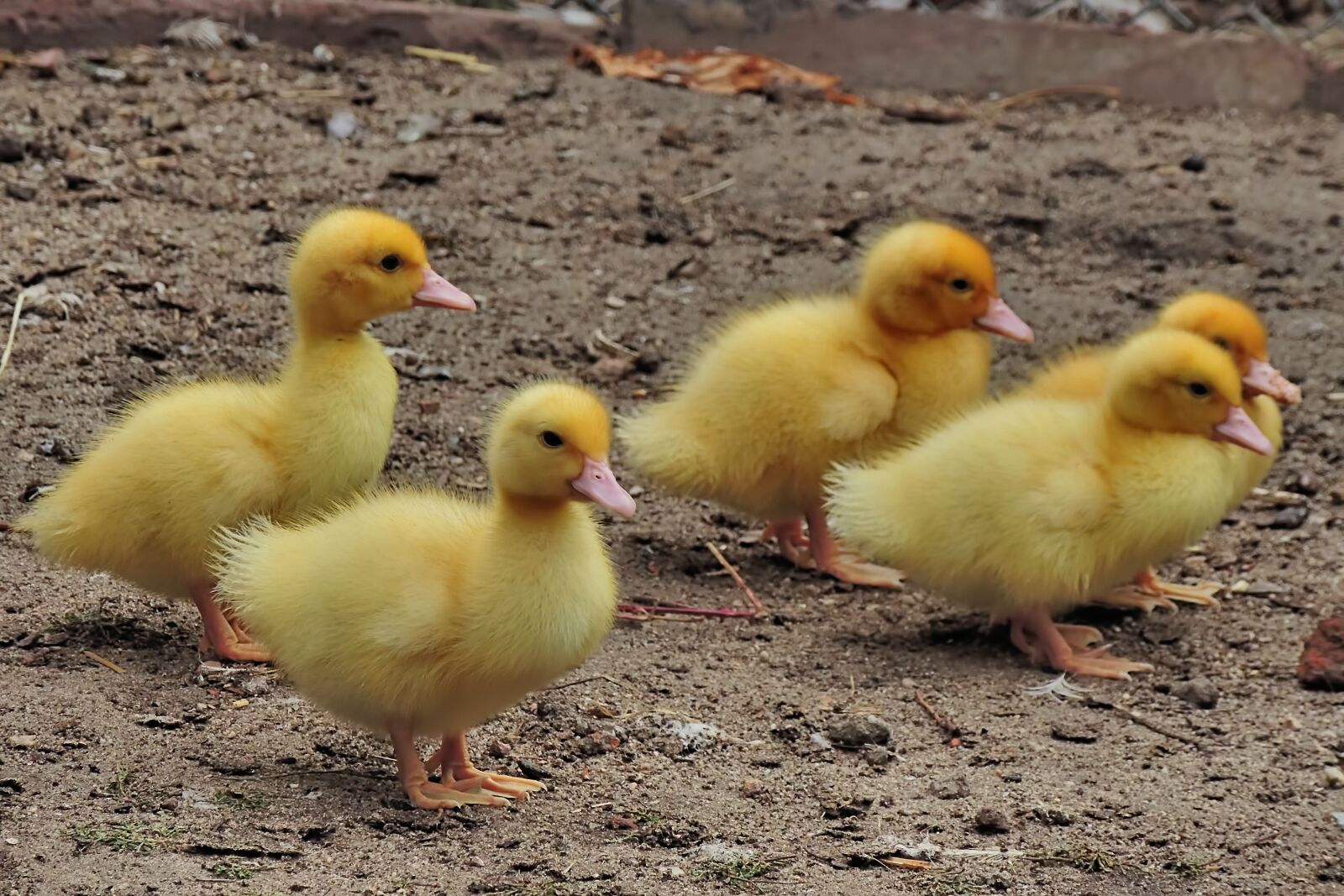 Nikon Coolpix P520 sample photo. Chicken, entenkuecken, ducks photography