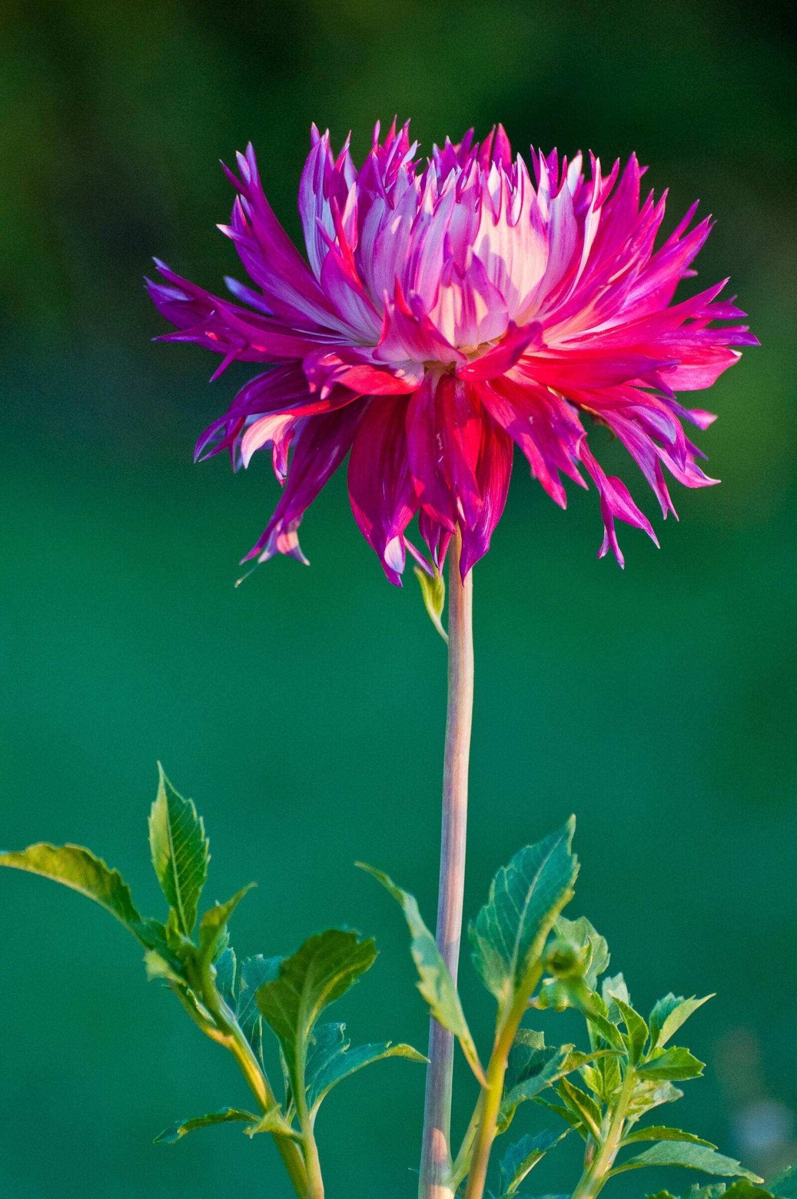 Nikon D90 sample photo. Flora, flowers, nature photography