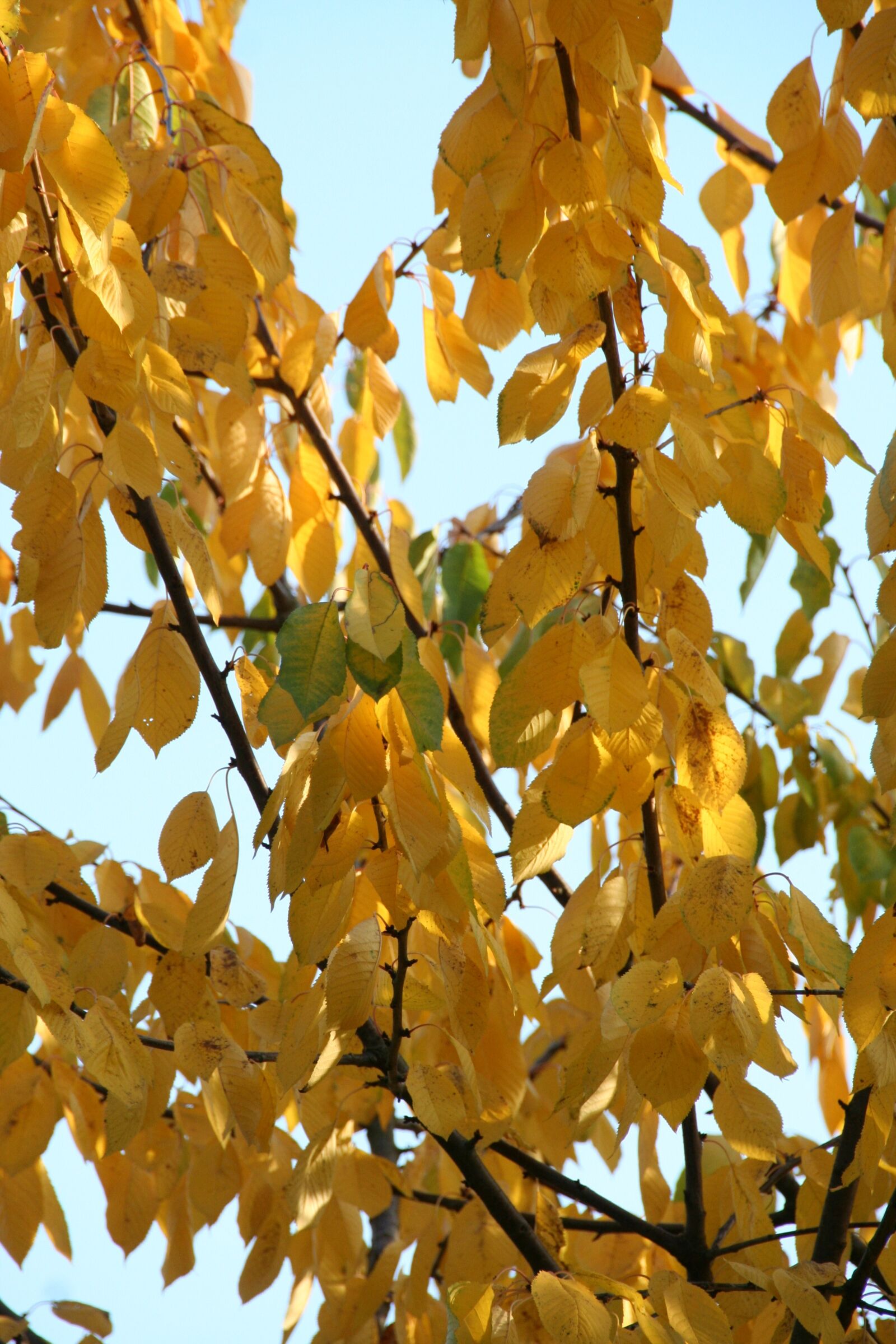 Canon EOS 350D (EOS Digital Rebel XT / EOS Kiss Digital N) sample photo. Leaves, autumn, tree trees photography